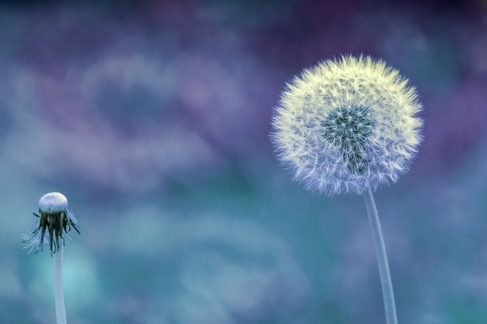 Nikon D7200 sample photo. Dandelion, plant, close up photography