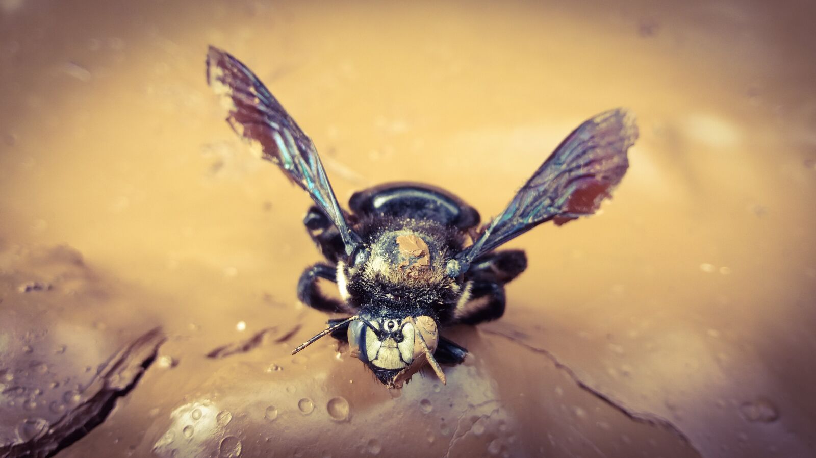 Samsung Galaxy J5(2016) sample photo. Insect, animal, small photography