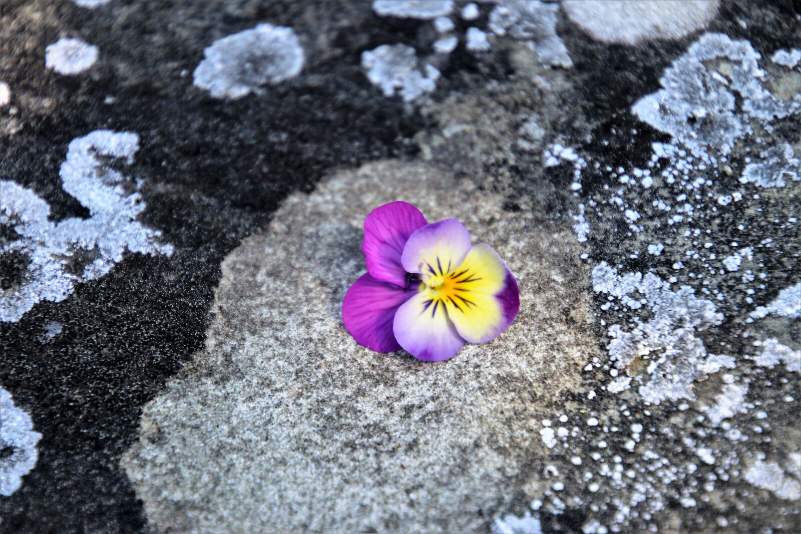 Canon EOS 80D sample photo. Rock, model, mosses photography