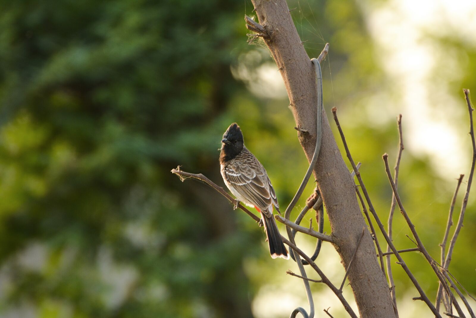 Nikon D7100 sample photo. Nature, bird, outdoors photography