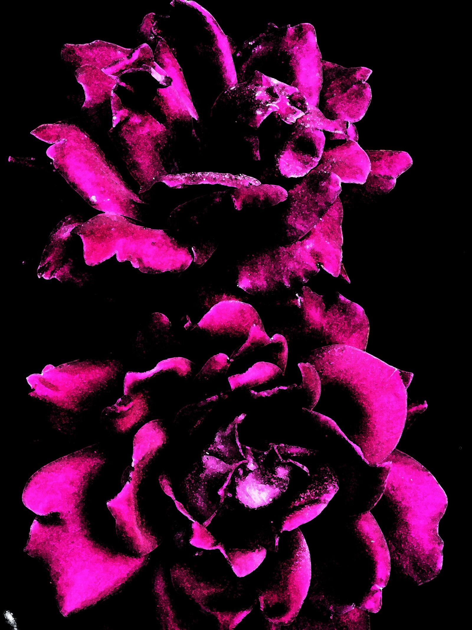 Apple iPhone 11 sample photo. Techno, roses, gardening photography