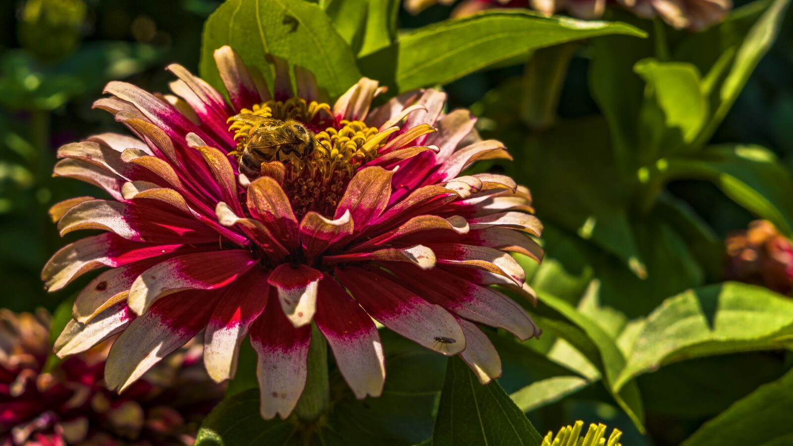 Sony a6300 + Sigma 30mm F2.8 EX DN sample photo. Blossom, bloom, bee photography