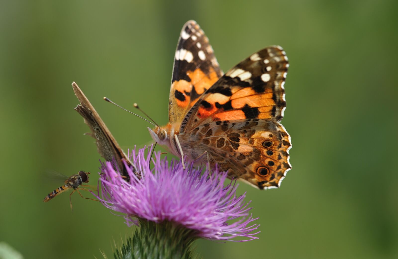 Nikon D700 sample photo. Butterfly, insect photography