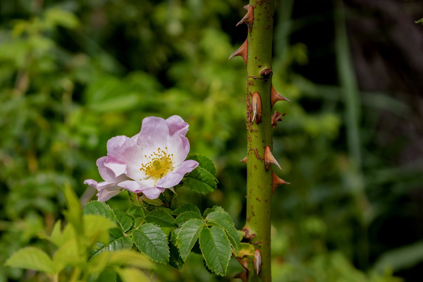 Canon EOS 1300D (EOS Rebel T6 / EOS Kiss X80) sample photo. Brian, rose, branch photography