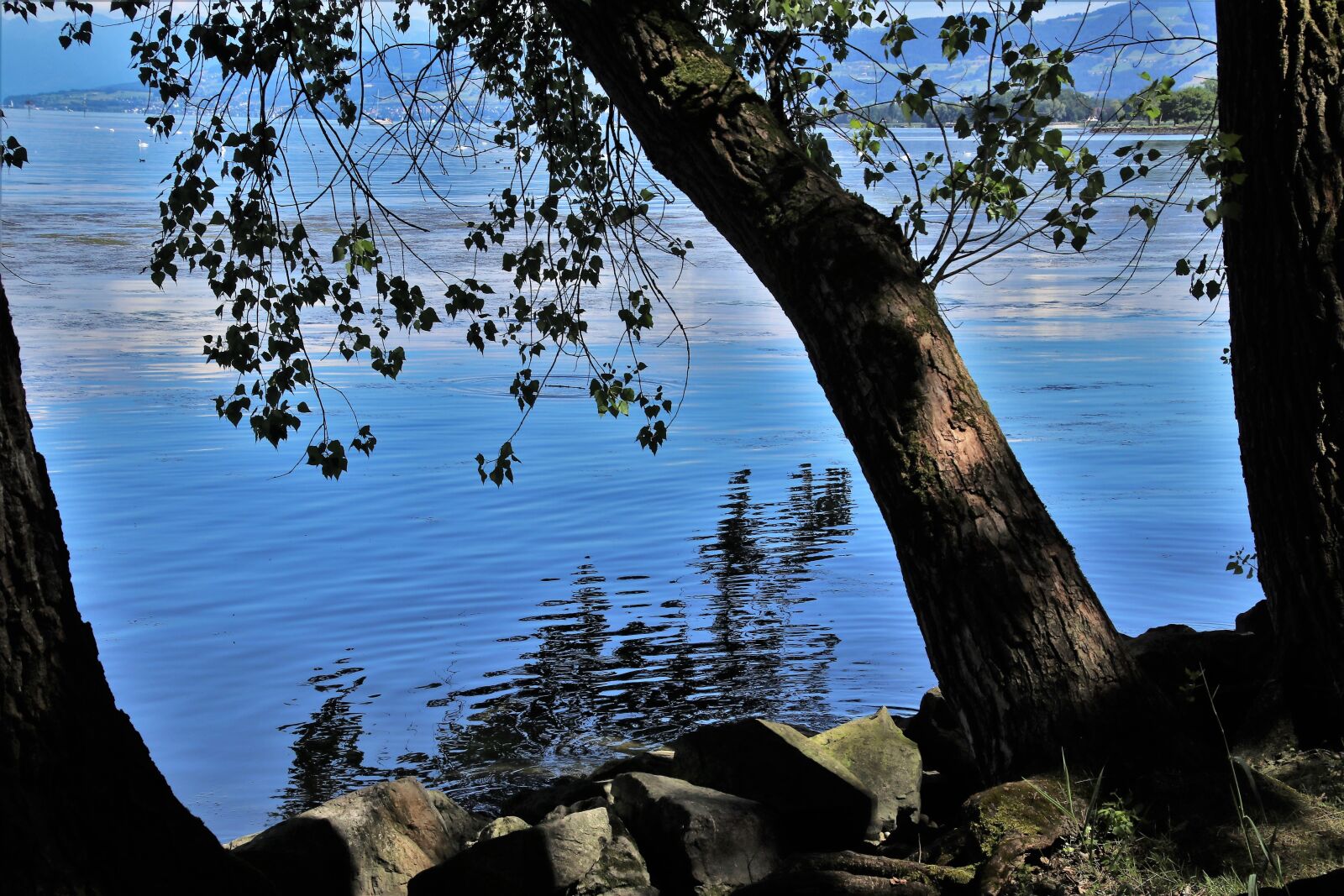 Canon EOS 80D sample photo. Beach, lake, tree photography