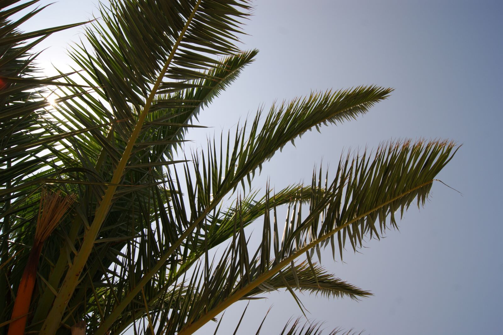 Sony Alpha DSLR-A290 sample photo. Palm, sun, sky photography