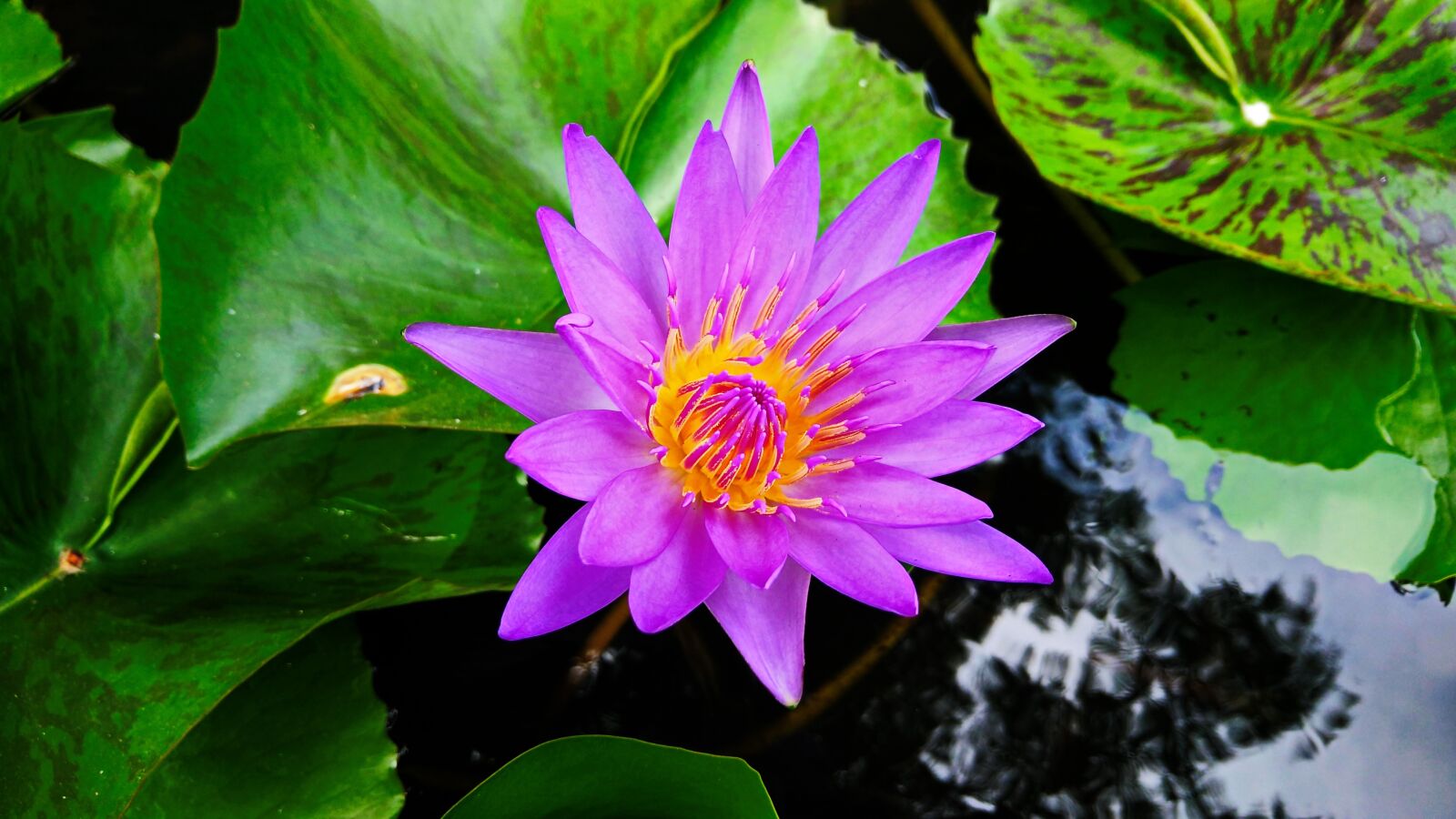 OPPO R7 Plusf sample photo. Lotus, nature, green photography