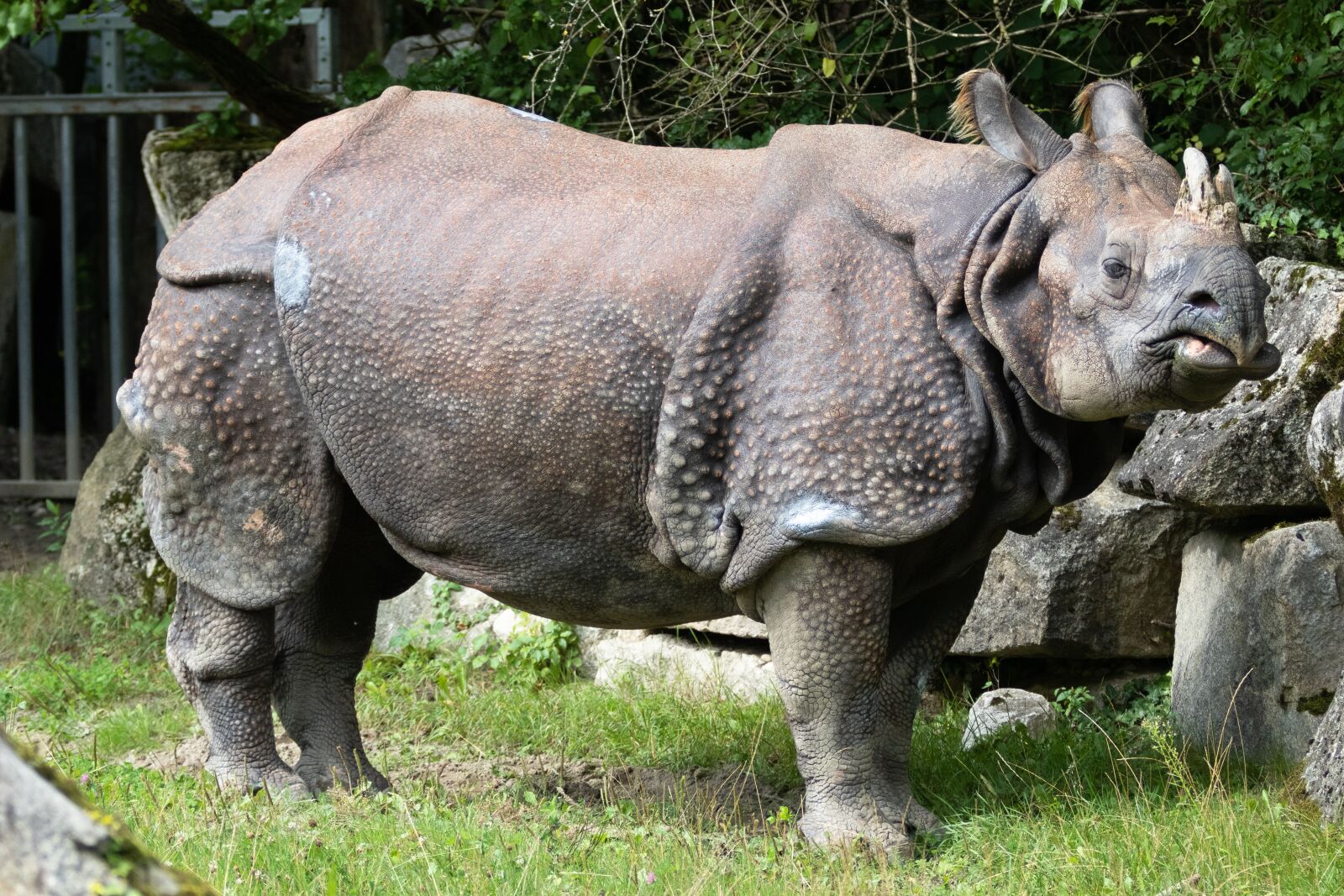 Canon EF 70-200mm F2.8L IS II USM sample photo. Rhino, indian rhinoceros, animal photography