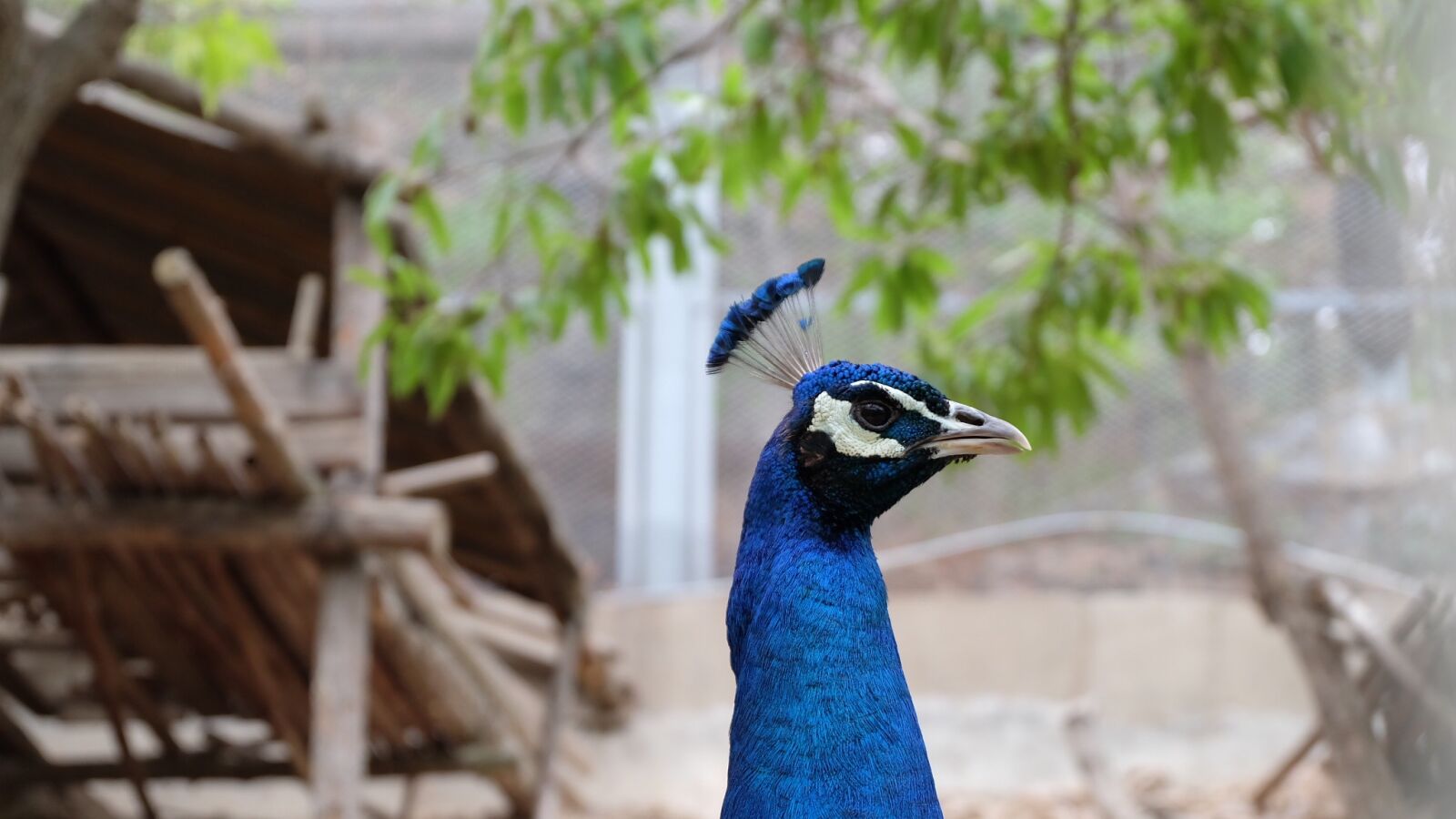 Fujifilm X-A1 sample photo. Peacock, blue peacock, animal photography