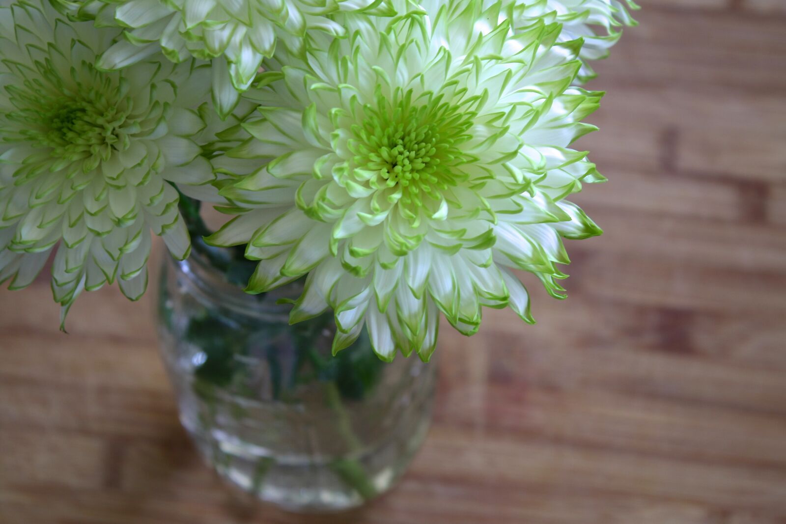 Canon EOS 1000D (EOS Digital Rebel XS / EOS Kiss F) sample photo. Flowers, white, green photography