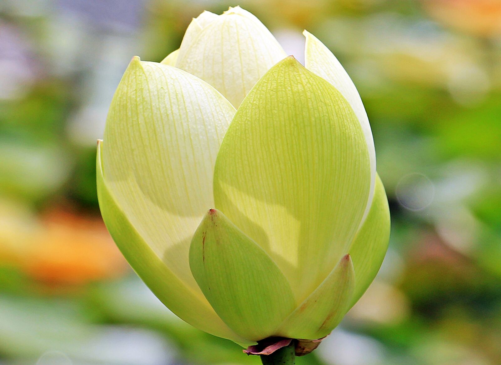Canon EOS 550D (EOS Rebel T2i / EOS Kiss X4) sample photo. Lotus, lotus flower, lotus photography