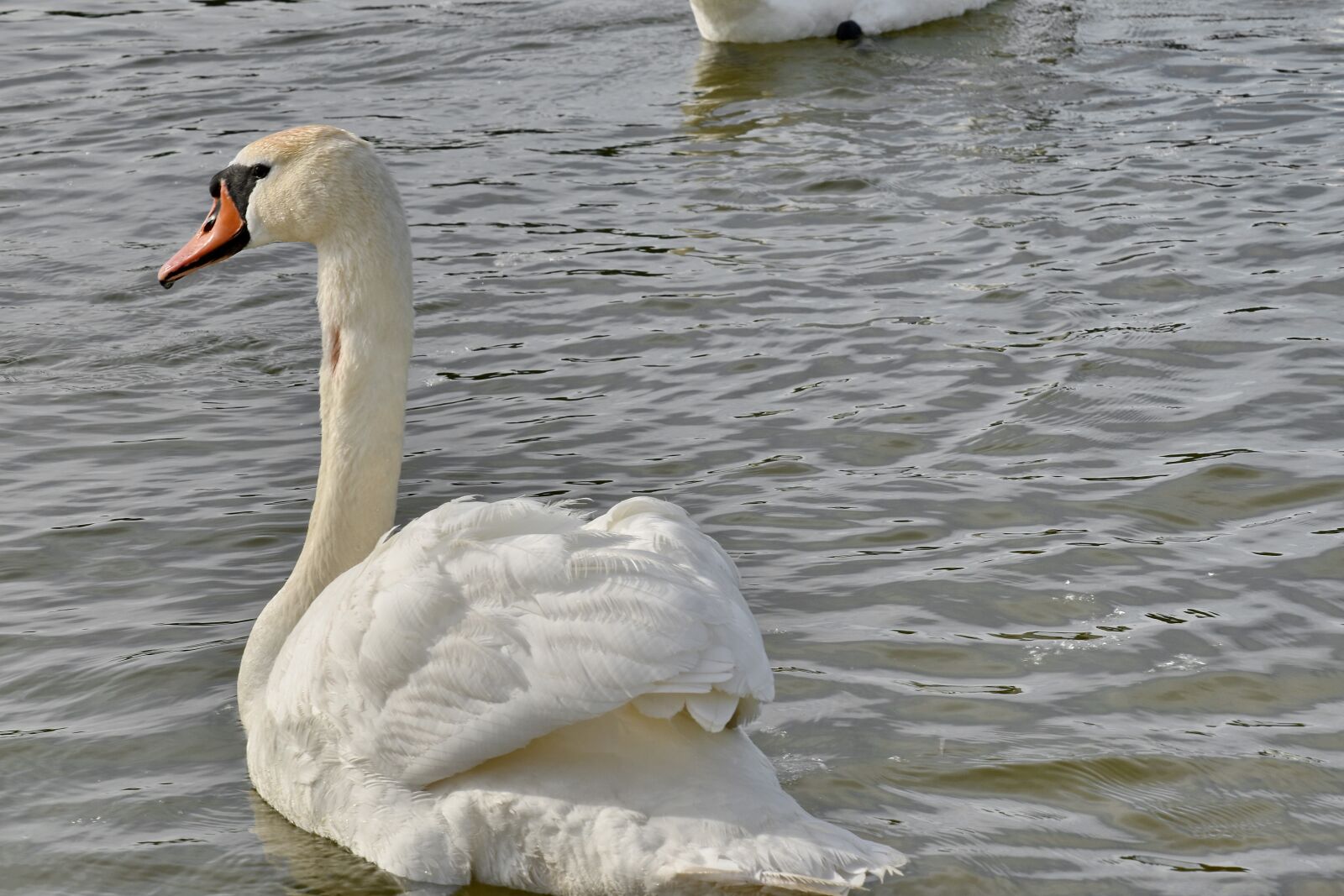 Nikon D5500 sample photo. Lake, swan, aquatic bird photography