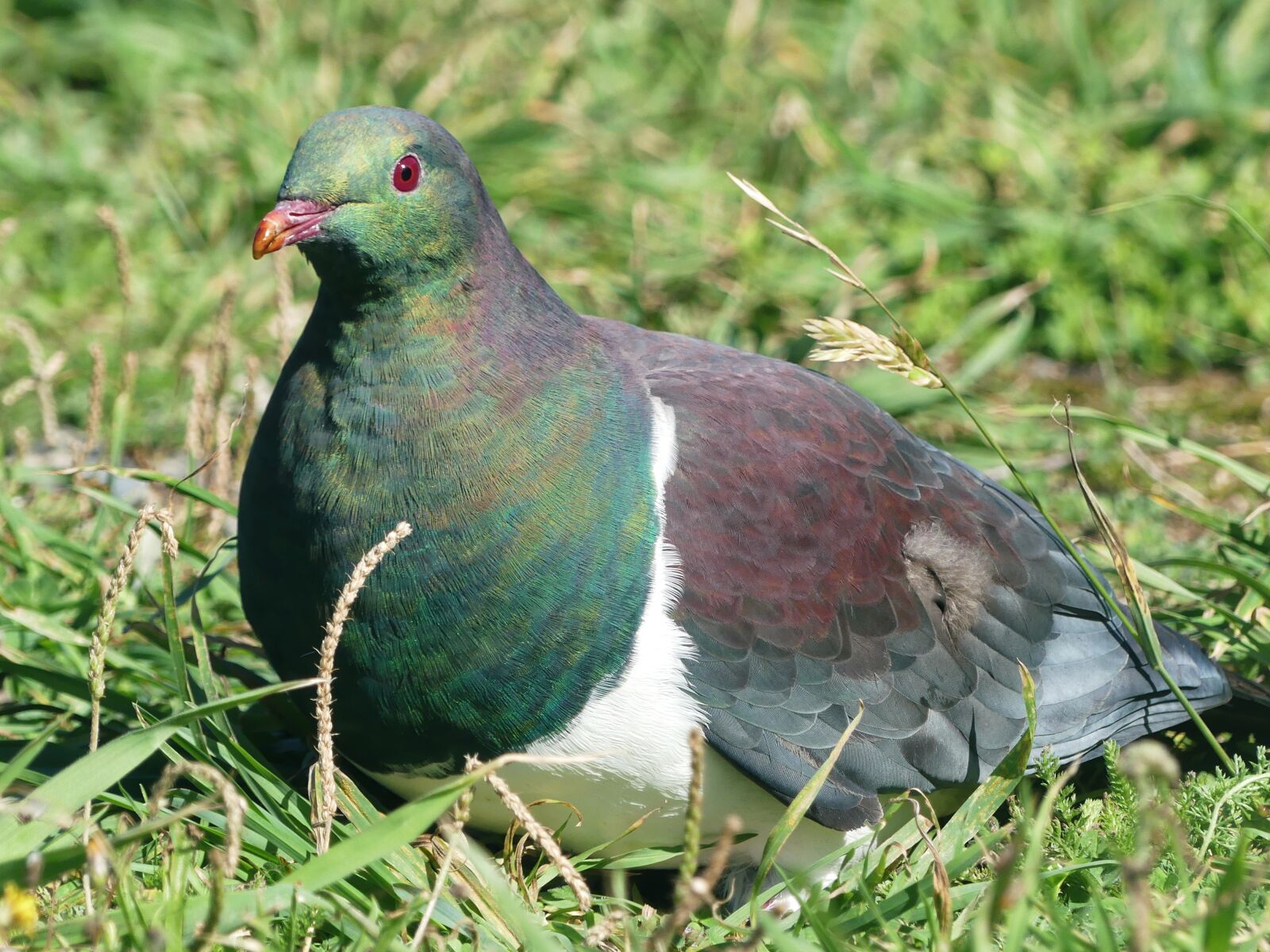 Panasonic Lumix DMC-FZ300 sample photo. Dove, bird, animal photography