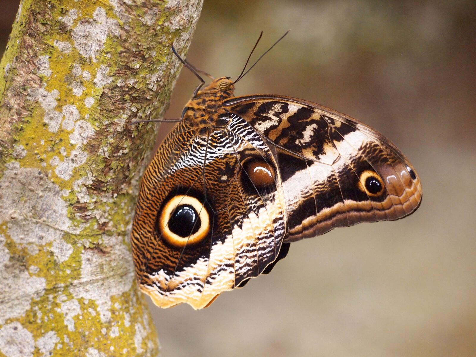 Olympus PEN E-PL2 sample photo. Butterfly, insect, nature photography