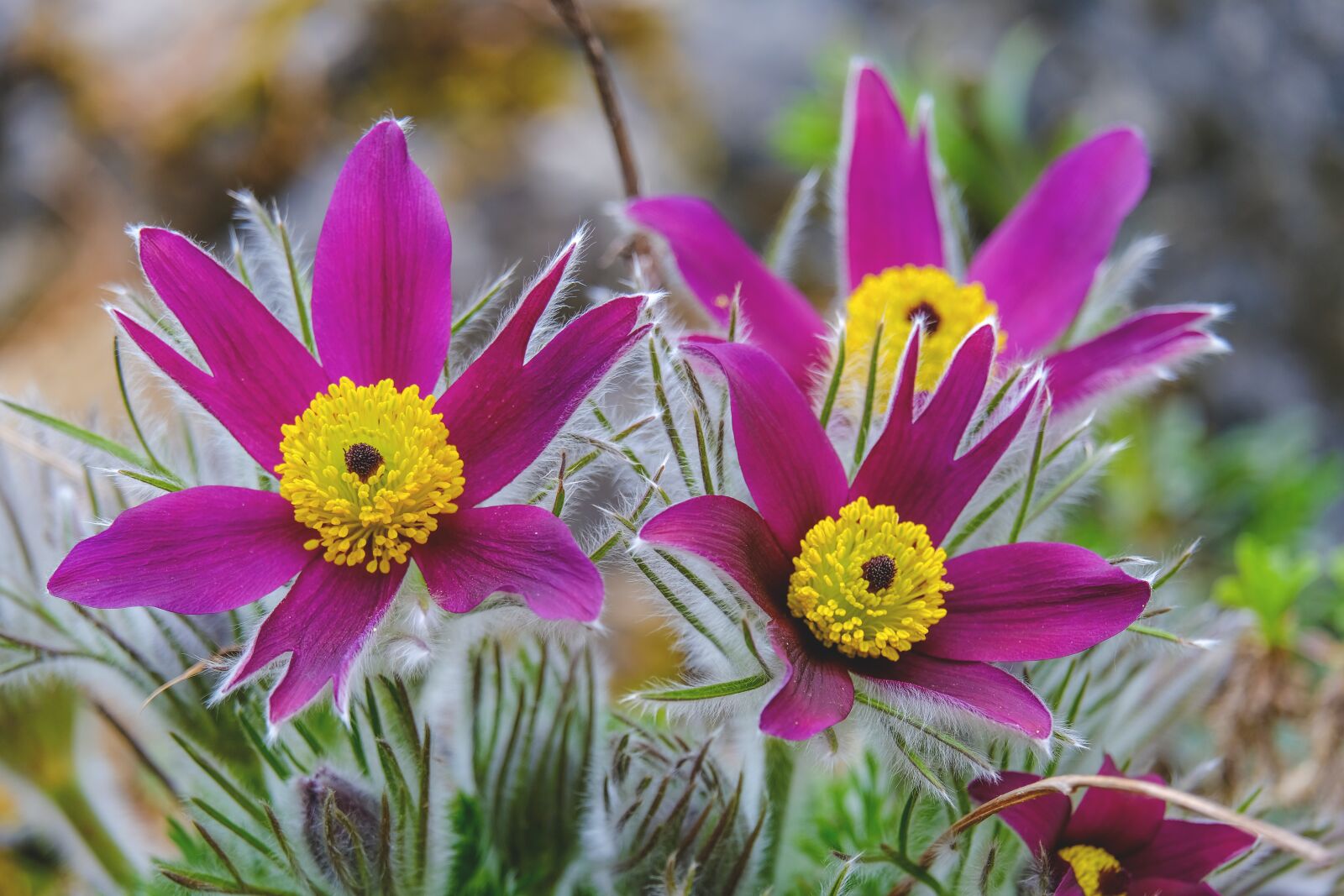 Fujifilm X-T3 sample photo. Pasqueflower, flowers, nature photography
