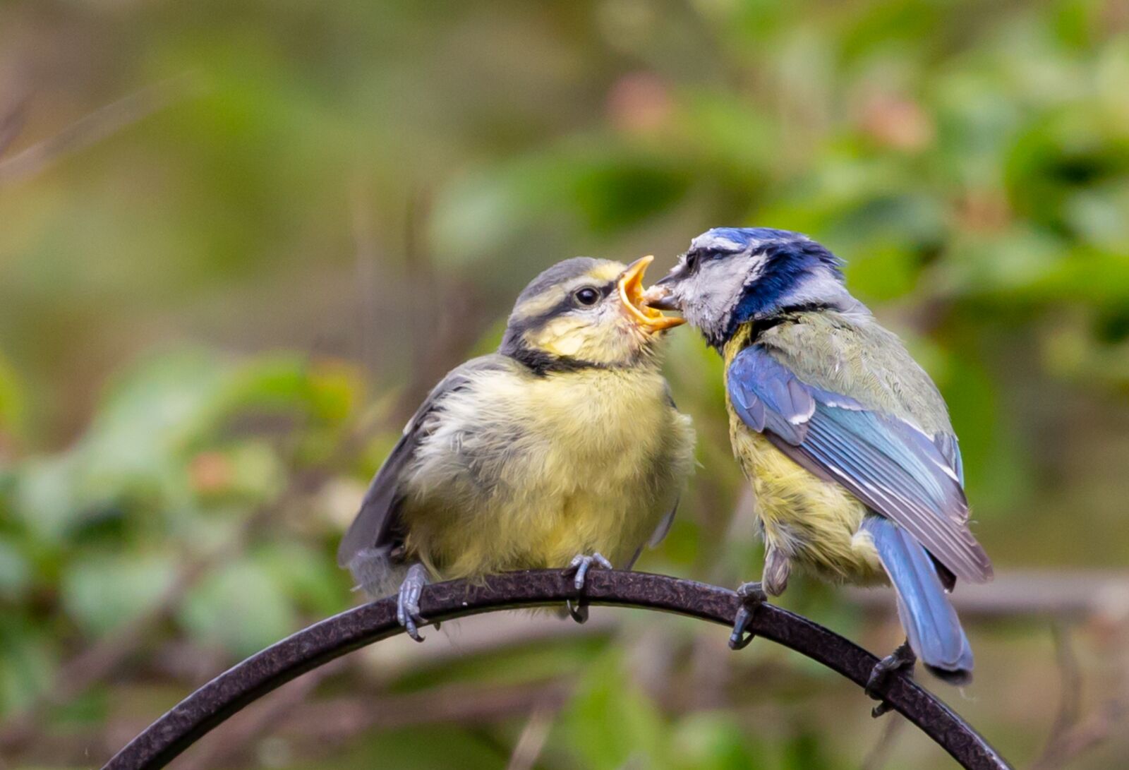 Canon EOS 5D Mark III sample photo. Feeding fledgling blue tit photography
