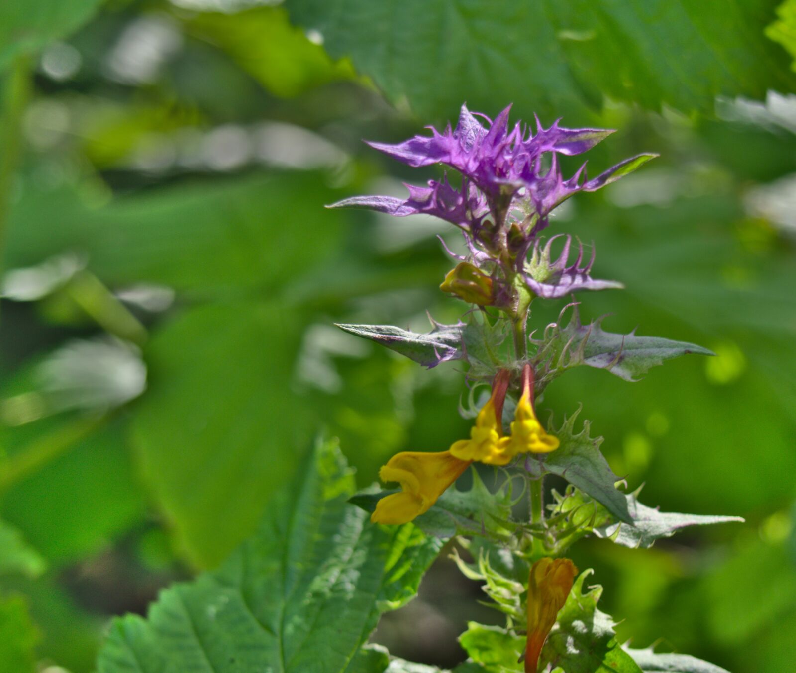 Olympus OM-D E-M10 sample photo. Flower, purple, bloom photography