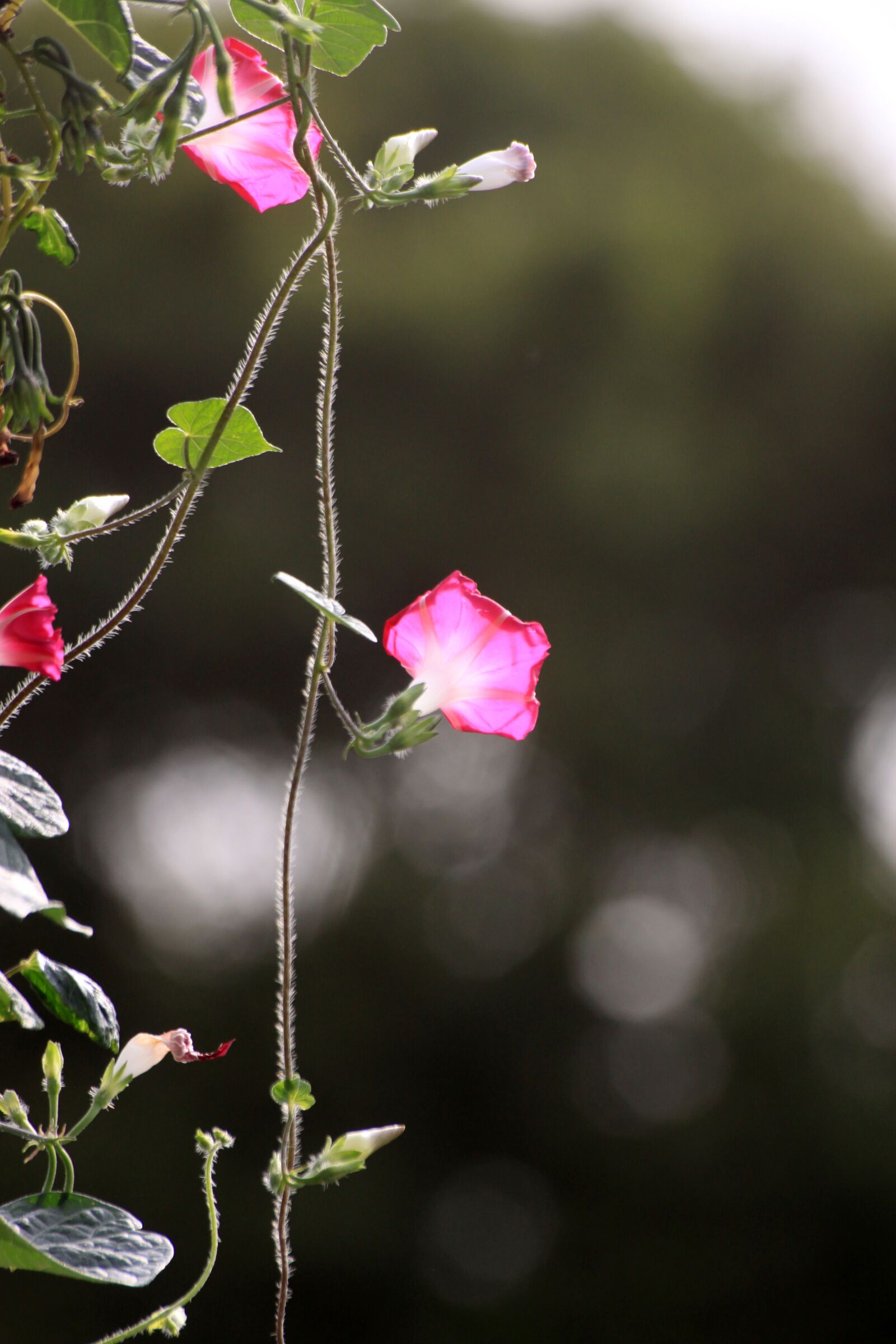 Canon EOS 50D sample photo. Morning glory, wildflower, flowers photography