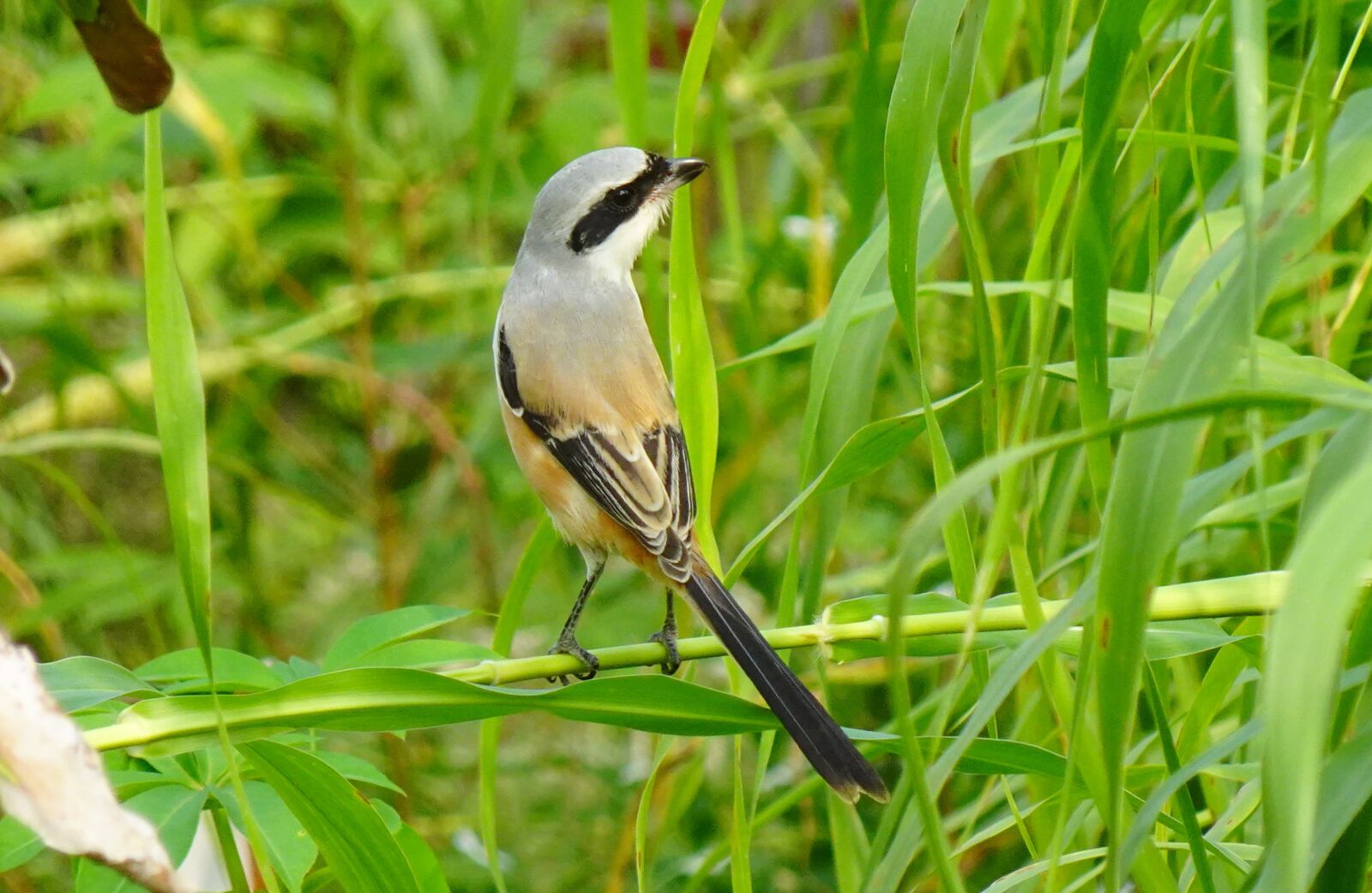 Sony DSC-WX800 sample photo. Bird, shrike, long-tailed shrike photography