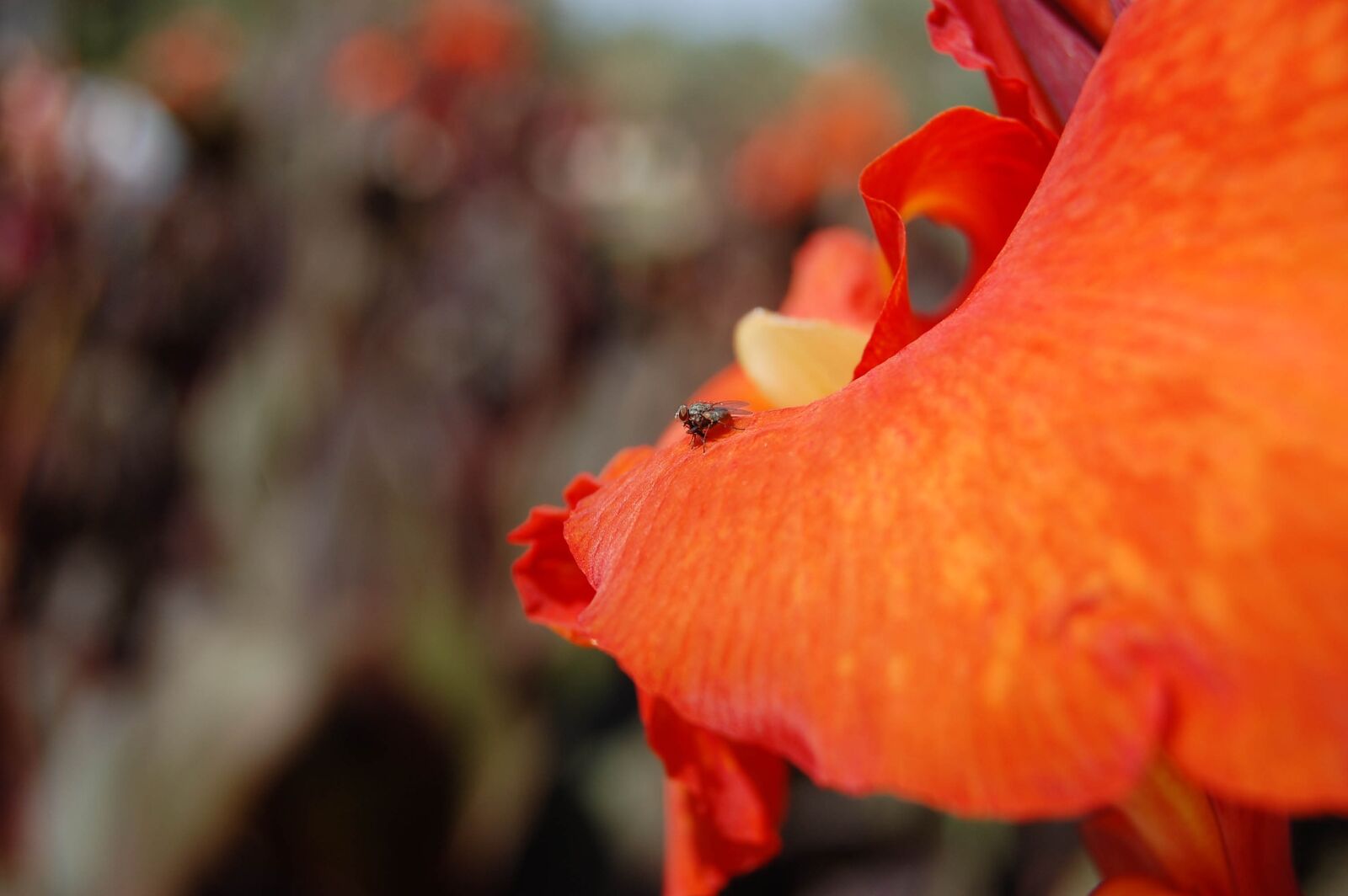 Nikon D40 sample photo. Fly, red, lily photography