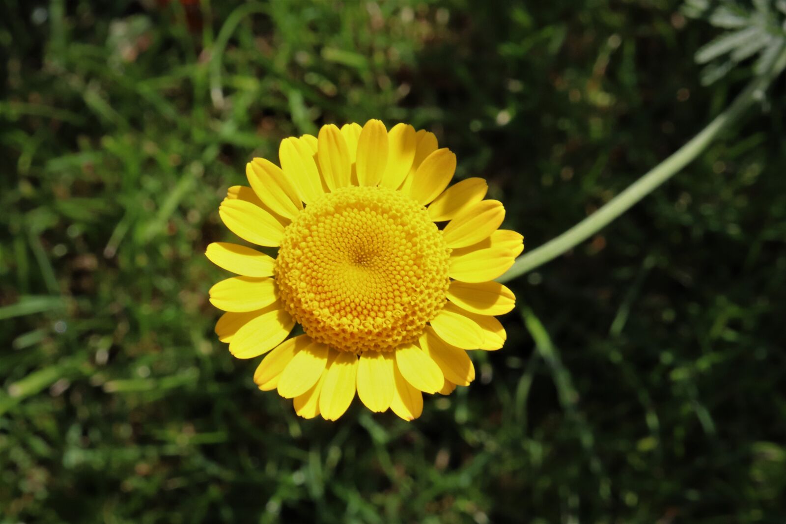 Canon EOS 800D (EOS Rebel T7i / EOS Kiss X9i) sample photo. Flowers, plants, bright yellow photography