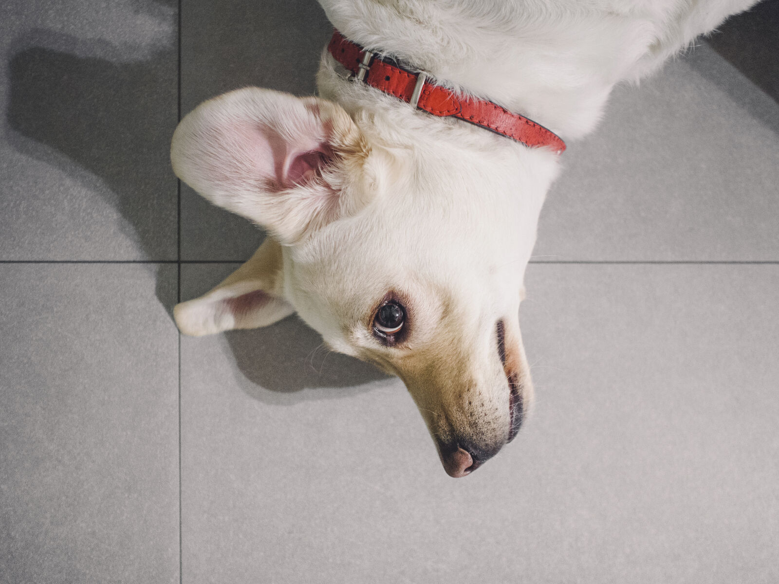 Olympus OM-D E-M5 + Olympus M.Zuiko Digital 17mm F1.8 sample photo. Animal, collar, dog, eye photography