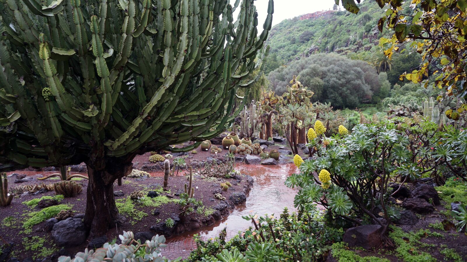 Sony Alpha NEX-5T sample photo. Canary islands, botanical garden photography