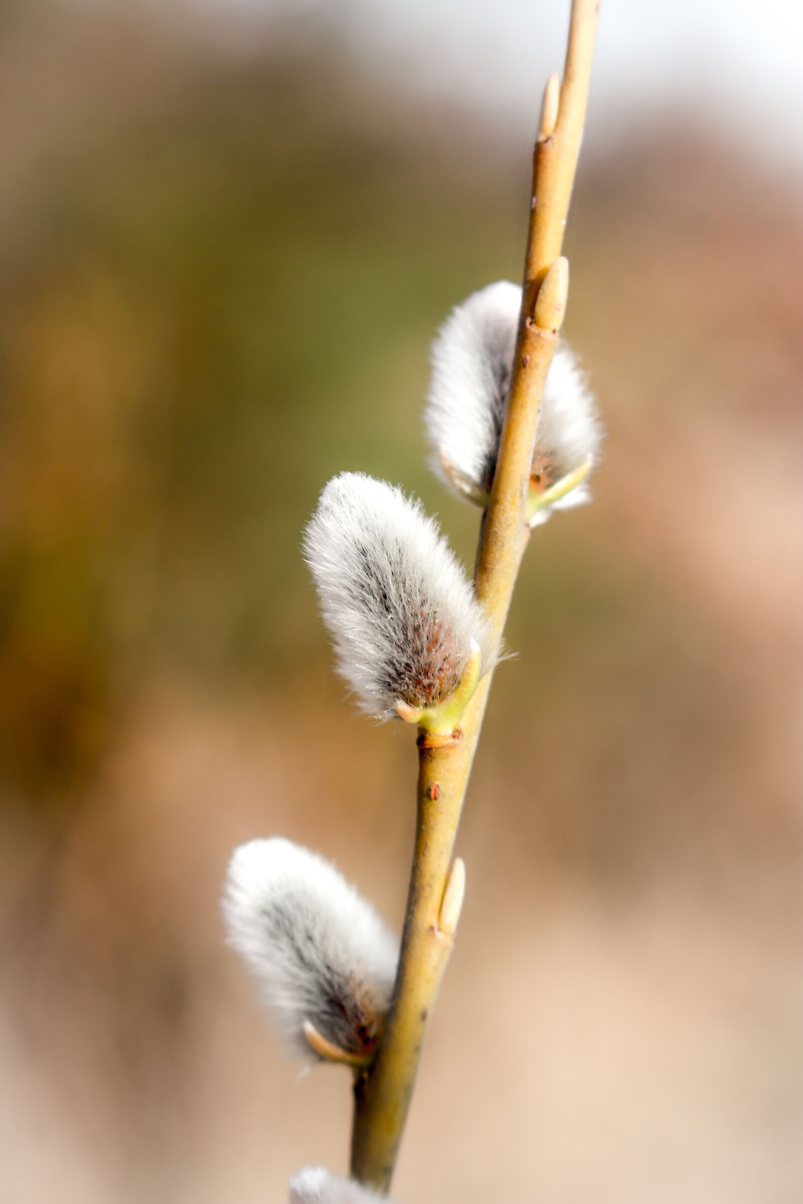 Canon EOS 700D (EOS Rebel T5i / EOS Kiss X7i) sample photo. Willow catkin, spring, signs photography