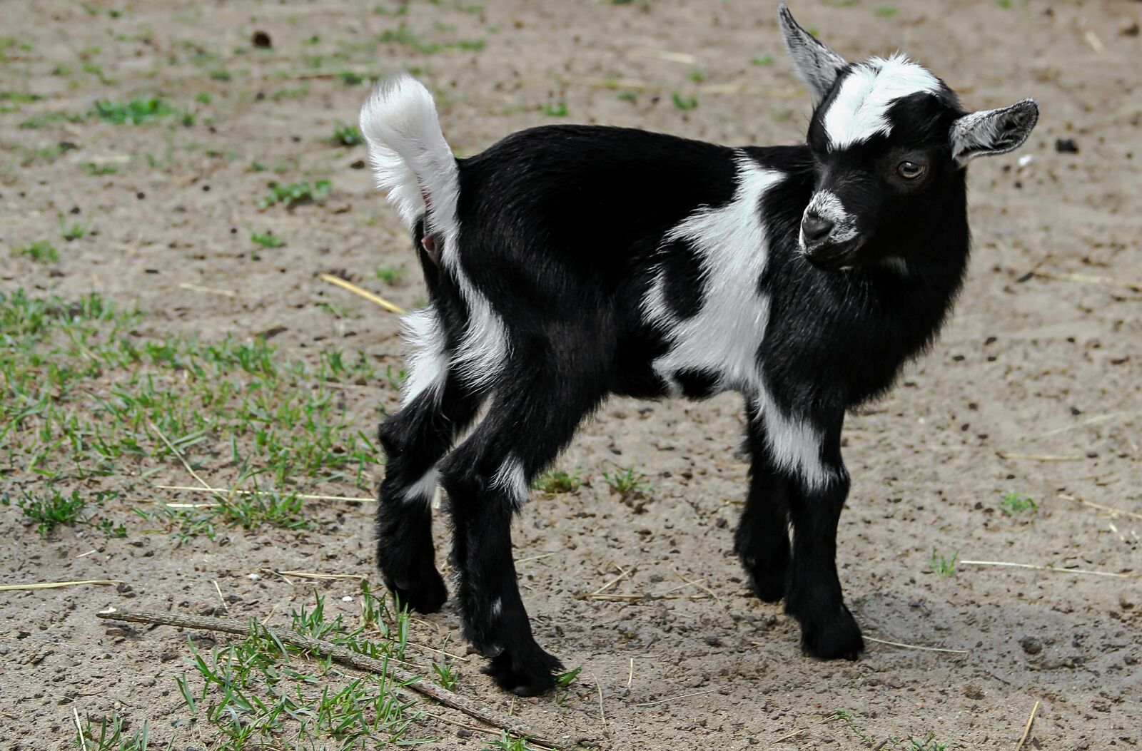 Canon EOS 600D (Rebel EOS T3i / EOS Kiss X5) sample photo. Goat, horns, black photography
