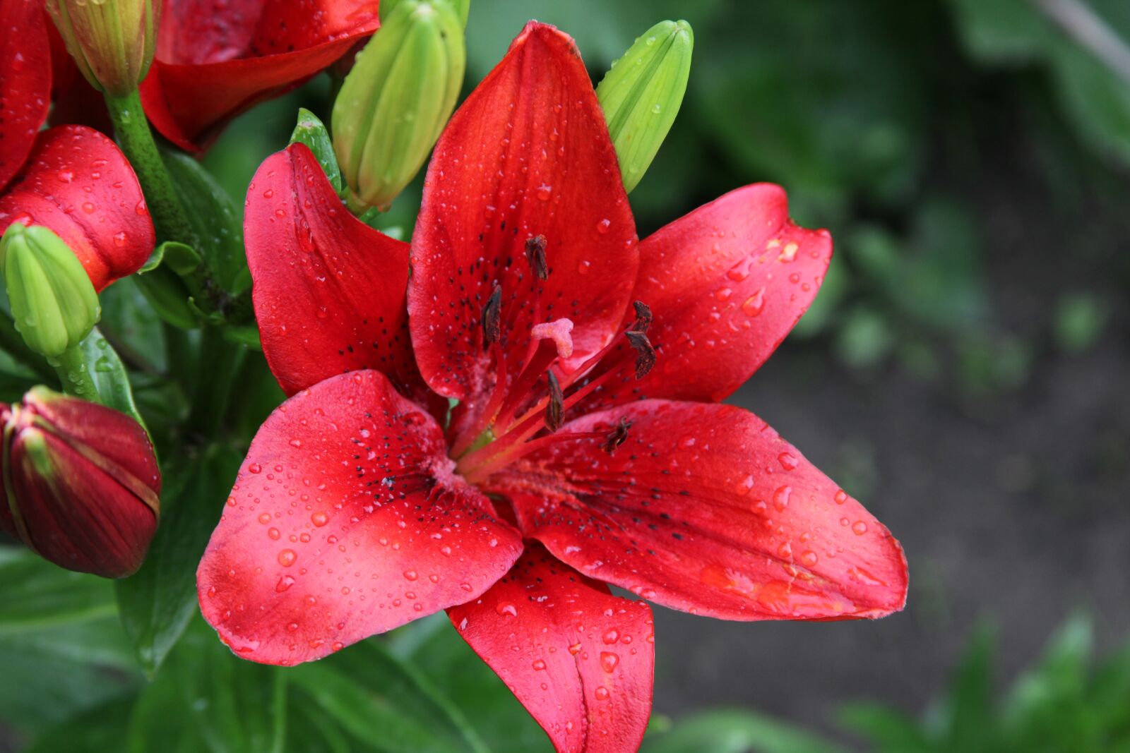Canon EOS 5D Mark II sample photo. Red flower, lily, garden photography