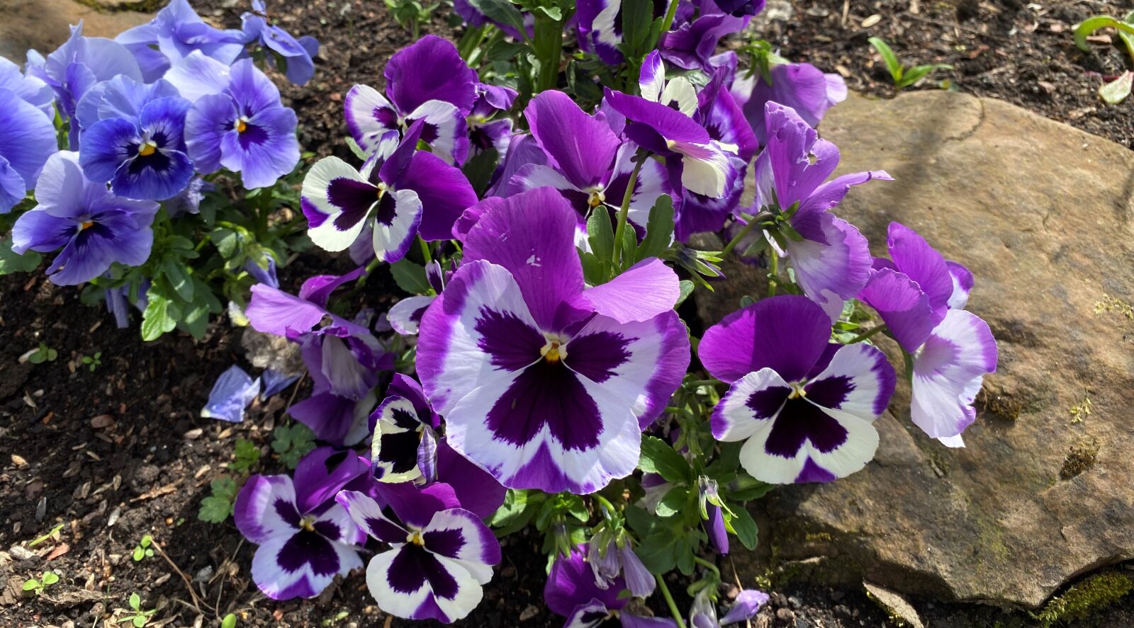 Apple iPhone 11 sample photo. Pansies, purple, lilac photography
