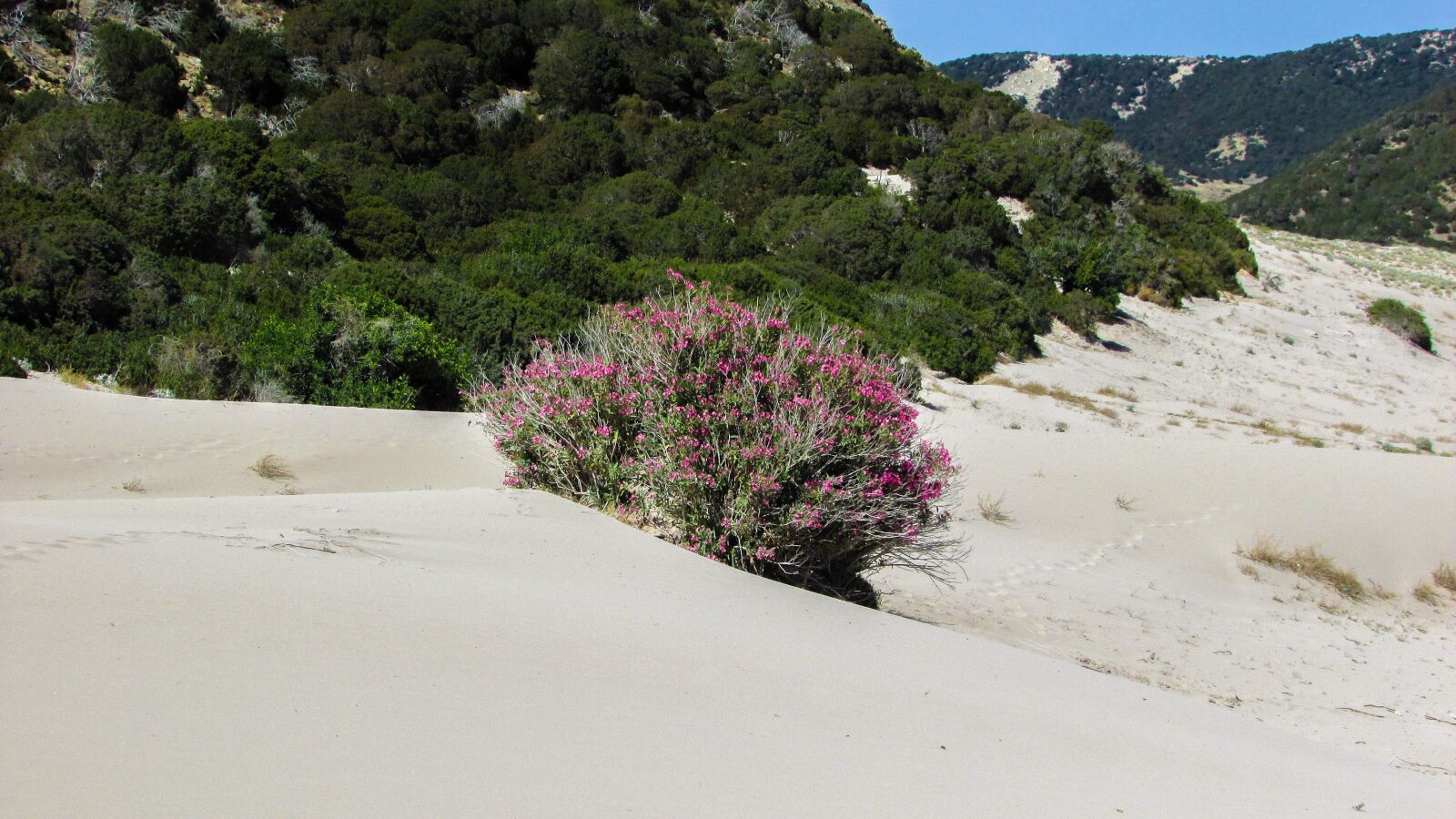 Canon PowerShot SX400 IS sample photo. Cyprus, karpasia, golden beach photography