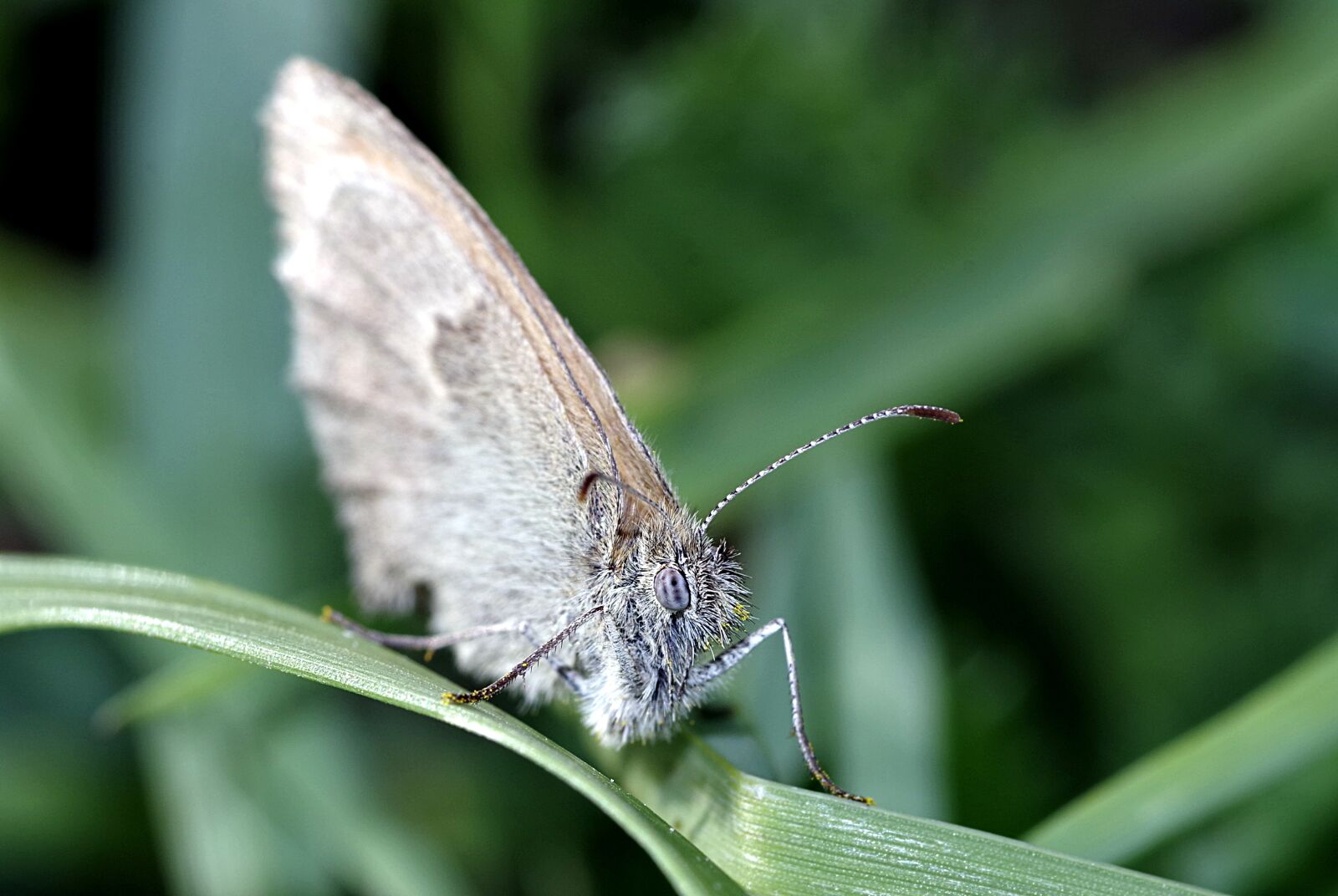 Pentax K-S2 sample photo. Butterfly, the head of photography