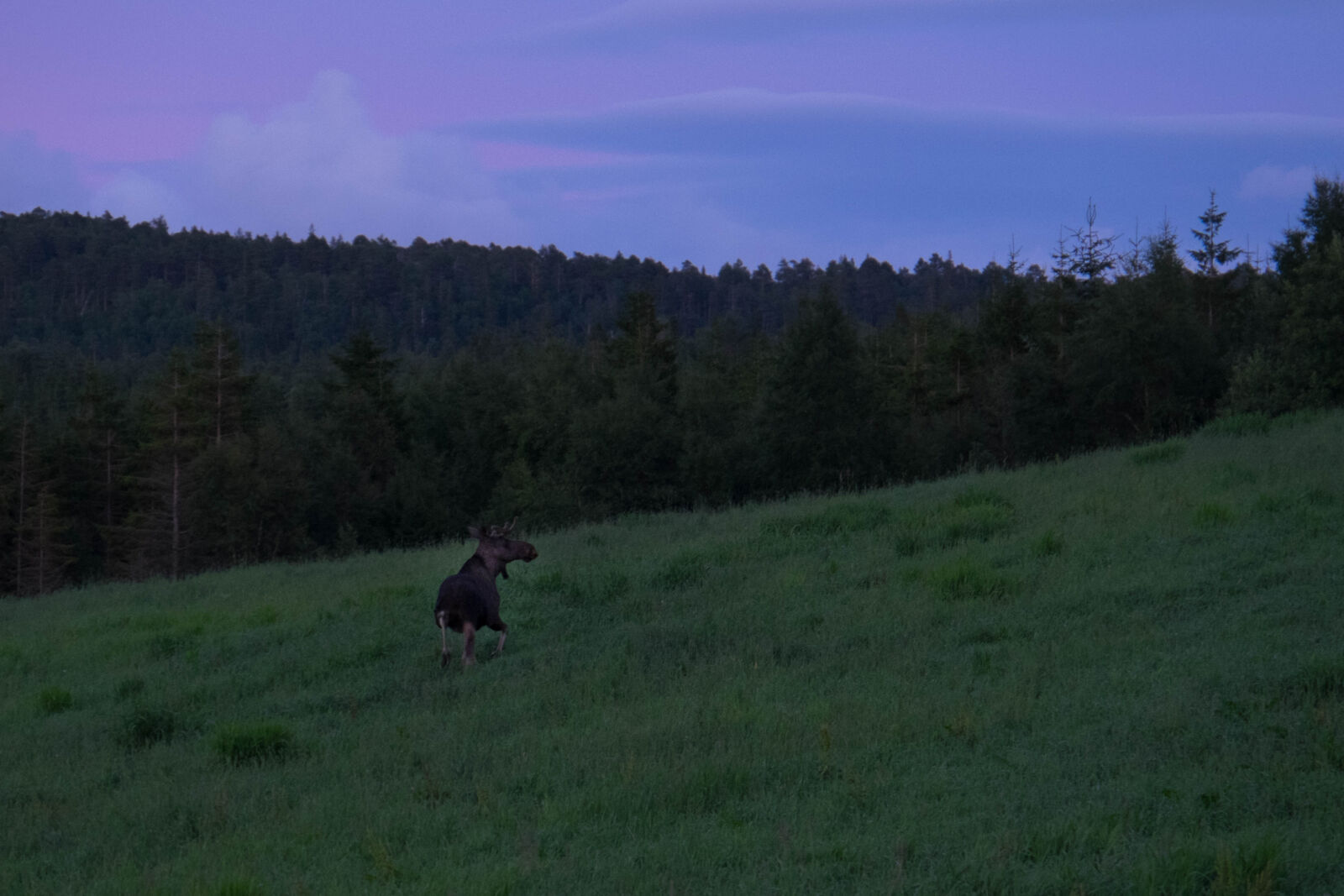 Fujifilm X-T1 sample photo. Animal, blue, fields, forest photography