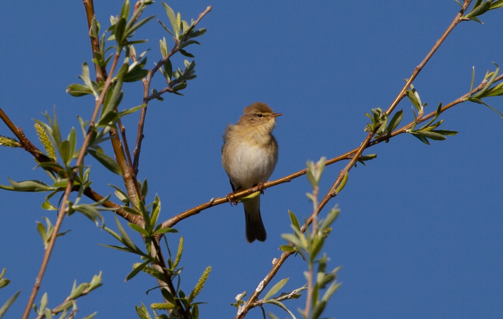 Canon EOS 5D Mark II sample photo. Willow warbler, phylloscopus trochilus photography