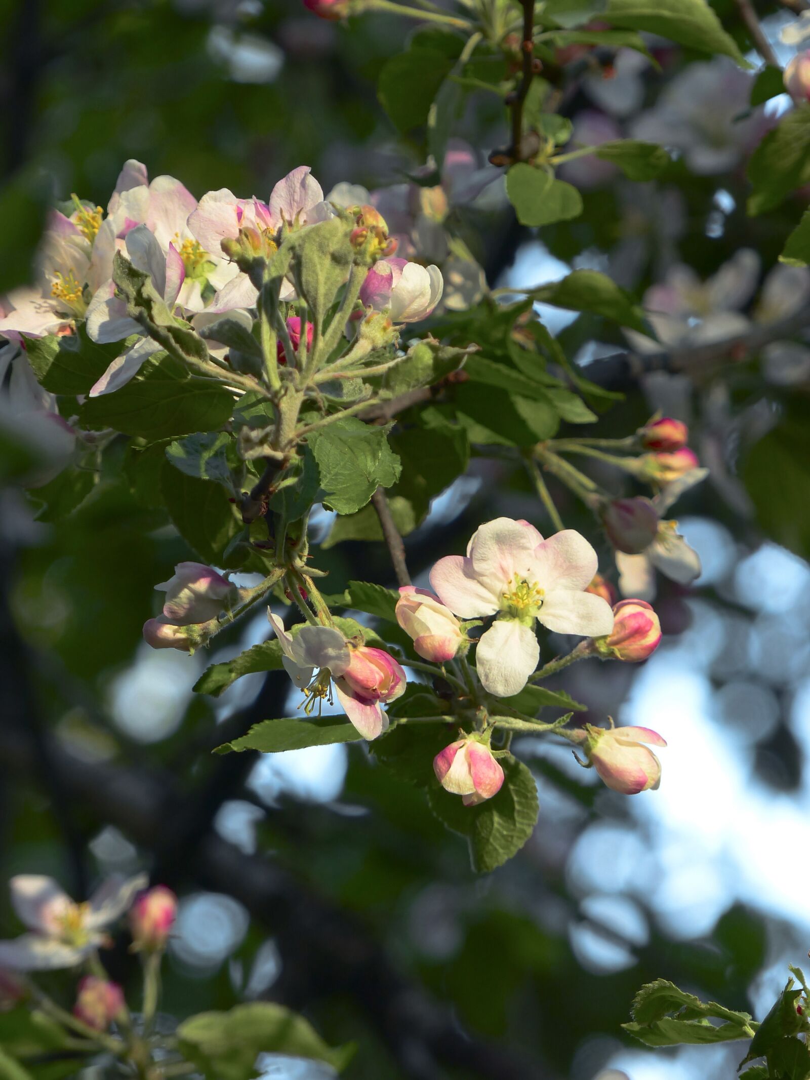 Panasonic Lumix DMC-FZ200 sample photo. Apple tree, bloom, spring photography