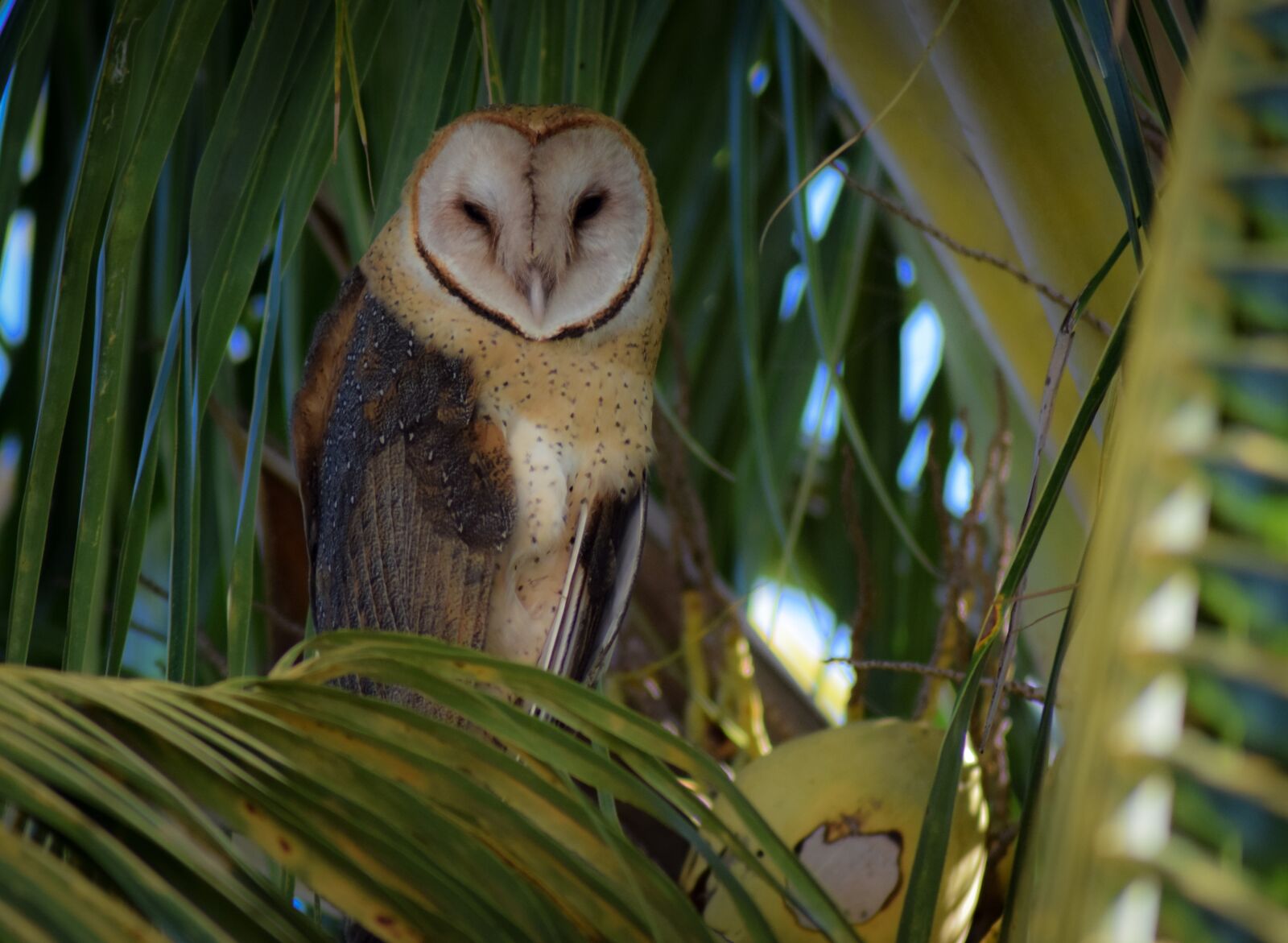 Nikon D5300 sample photo. Owl, bird, nature photography