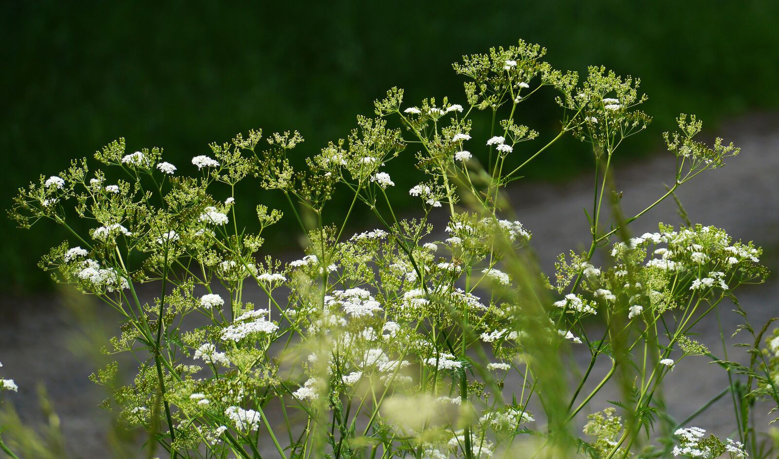 Panasonic Lumix DMC-G3 sample photo. Giersch, geissfuss, umbel photography