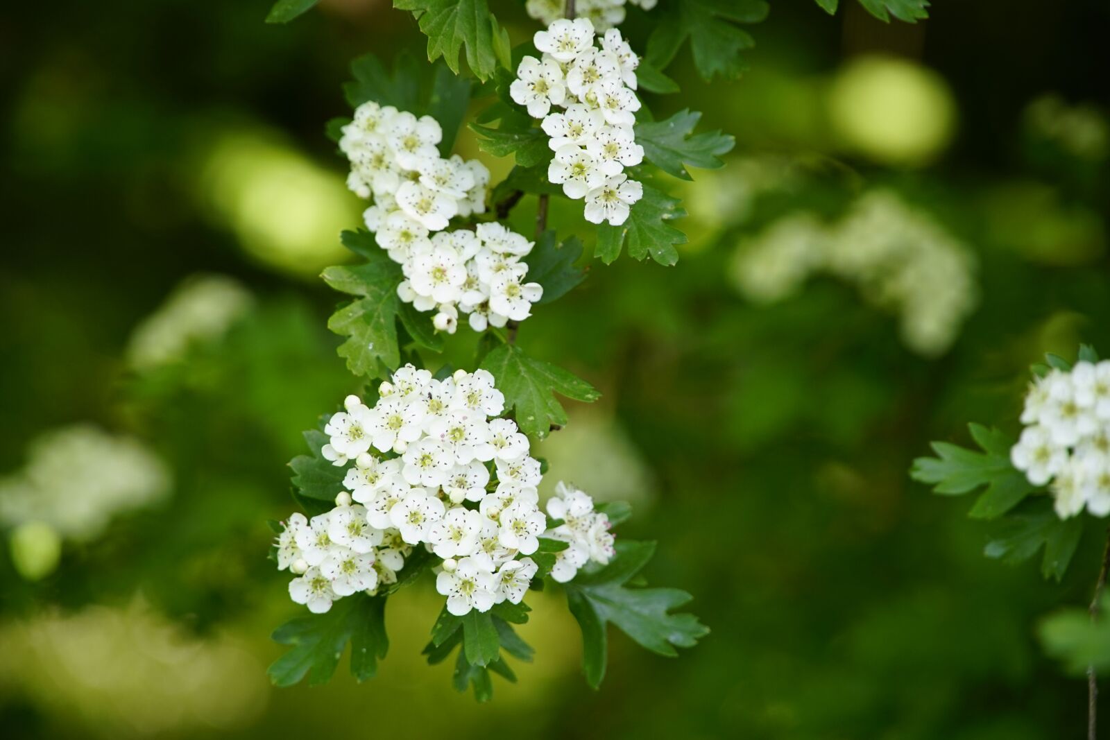 Sony a7R II + Sony E PZ 18-105mm F4 G OSS sample photo. Crataegus, hawthorn, forest photography