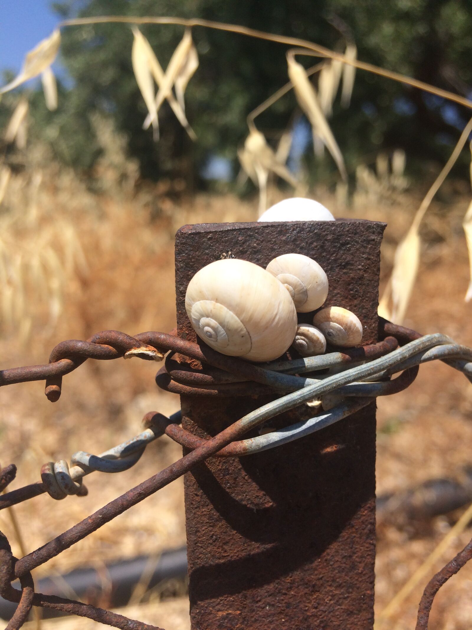 iPhone 5s back camera 4.15mm f/2.2 sample photo. Mediterranean sand screw, snail photography