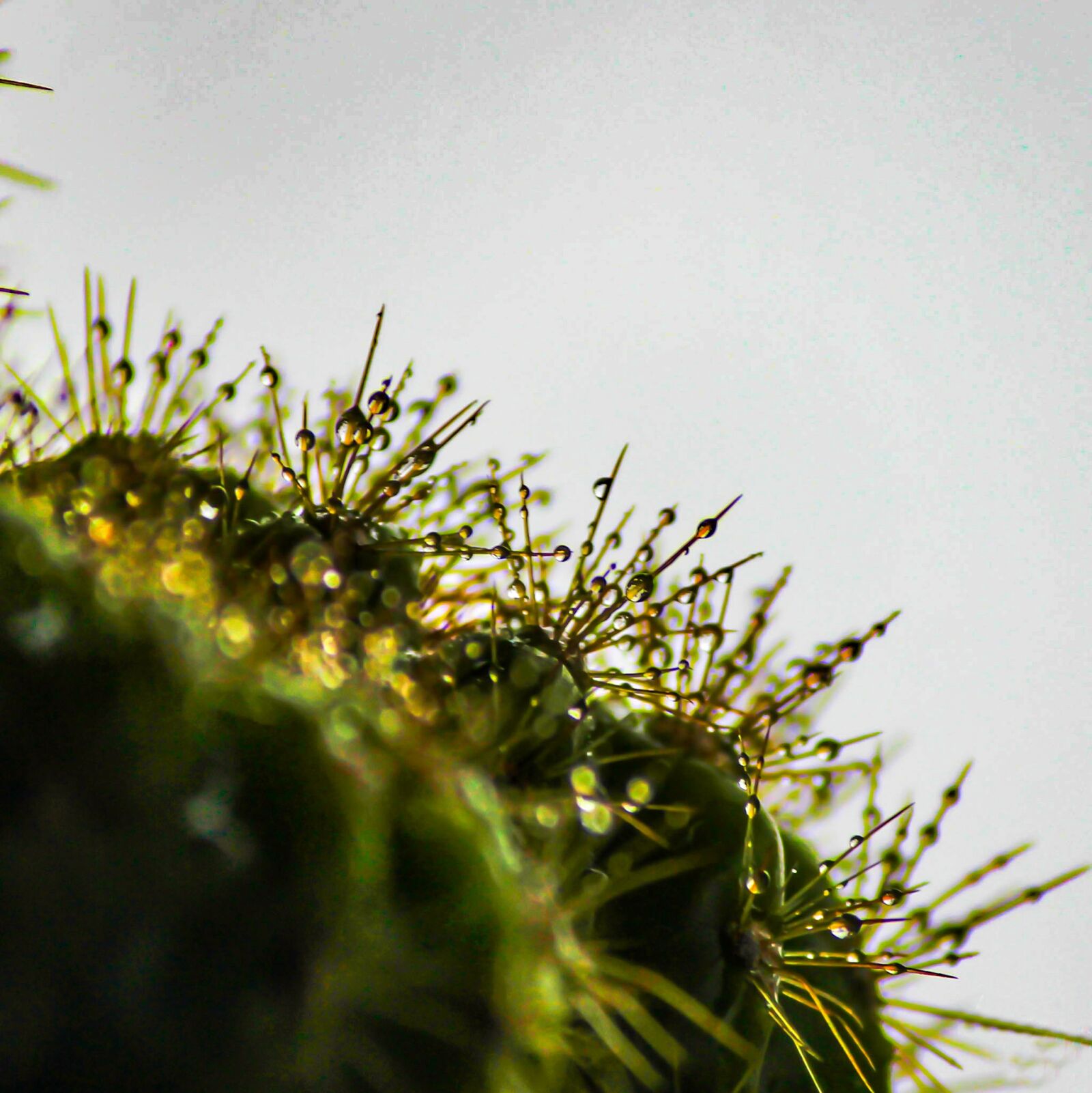 Canon EOS 600D (Rebel EOS T3i / EOS Kiss X5) sample photo. Cactus, plant, water photography