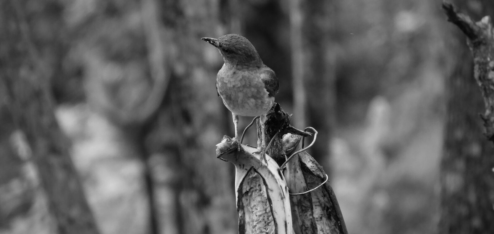 Nikon Coolpix B700 sample photo. Black and white, ave photography