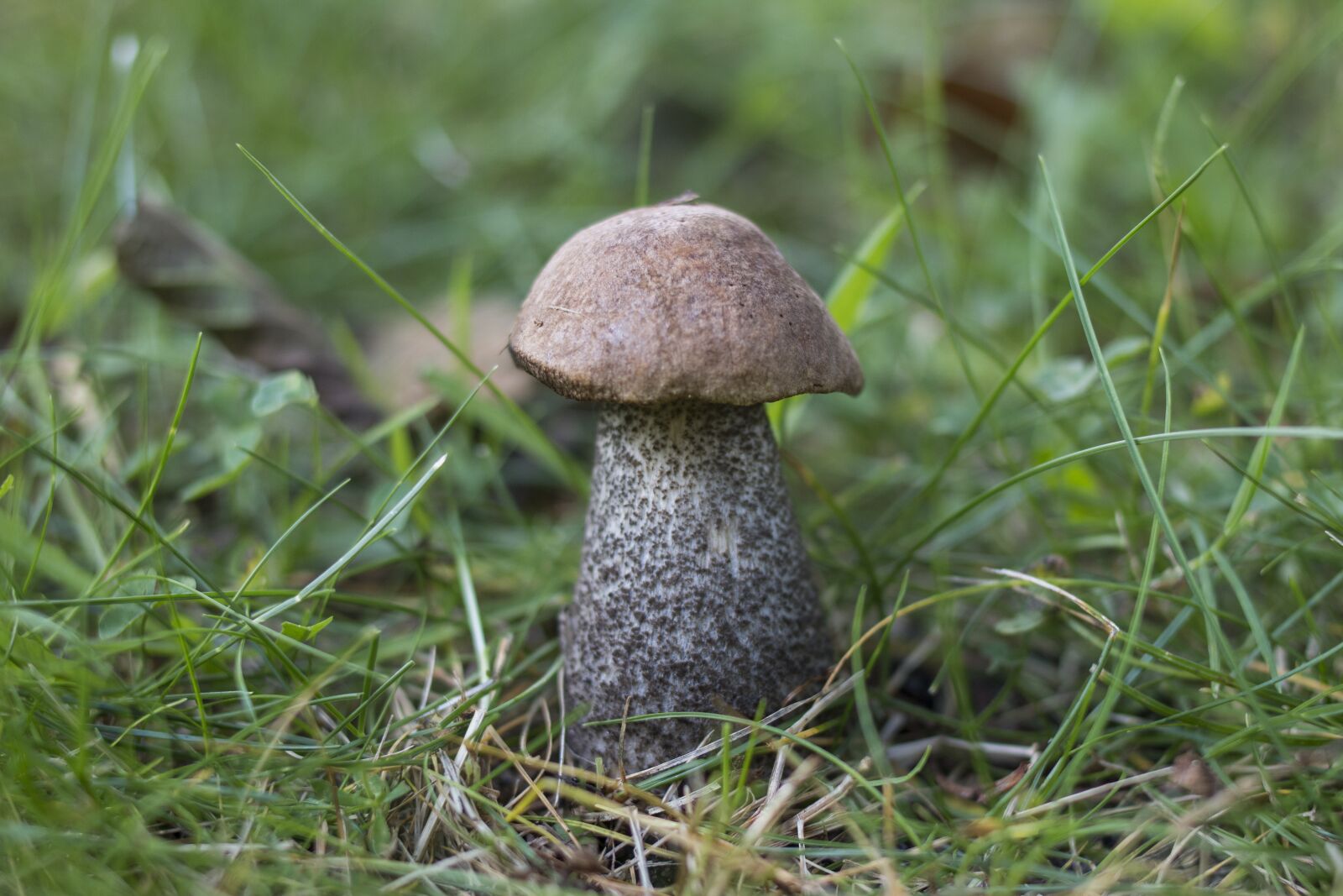 Canon EOS 70D + Canon EF 35mm F2 sample photo. Mushroom, grass, green photography