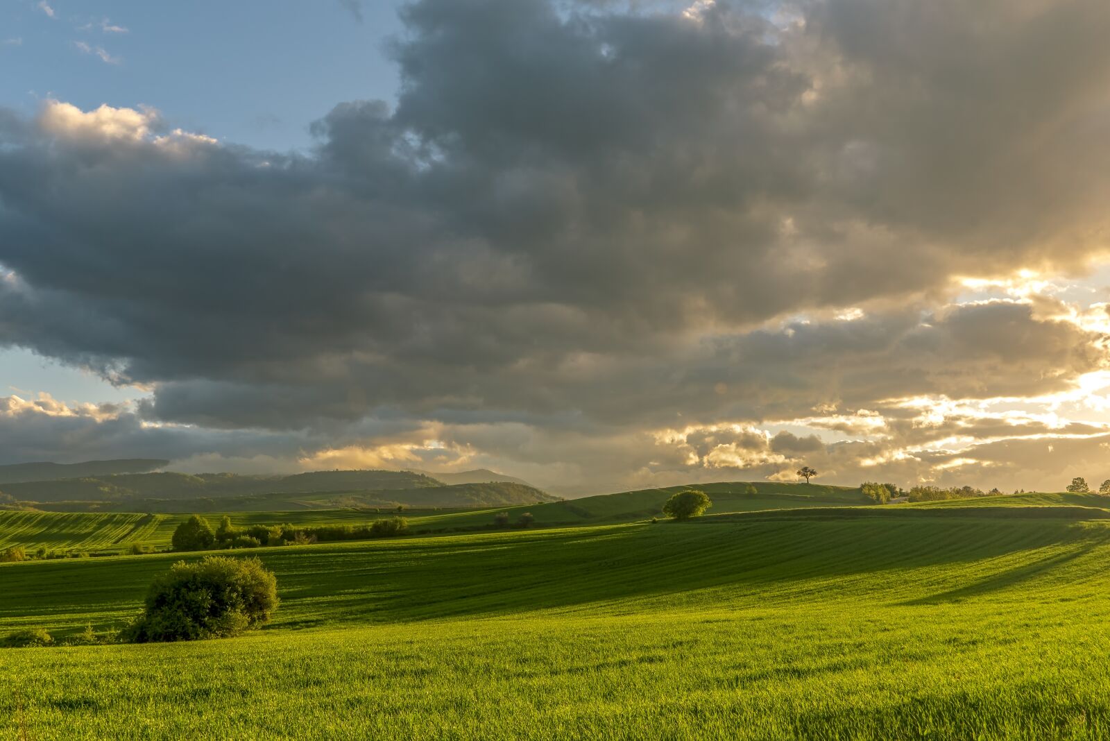 Tamron SP 24-70mm F2.8 Di VC USD sample photo. Tree, sunset, fields photography