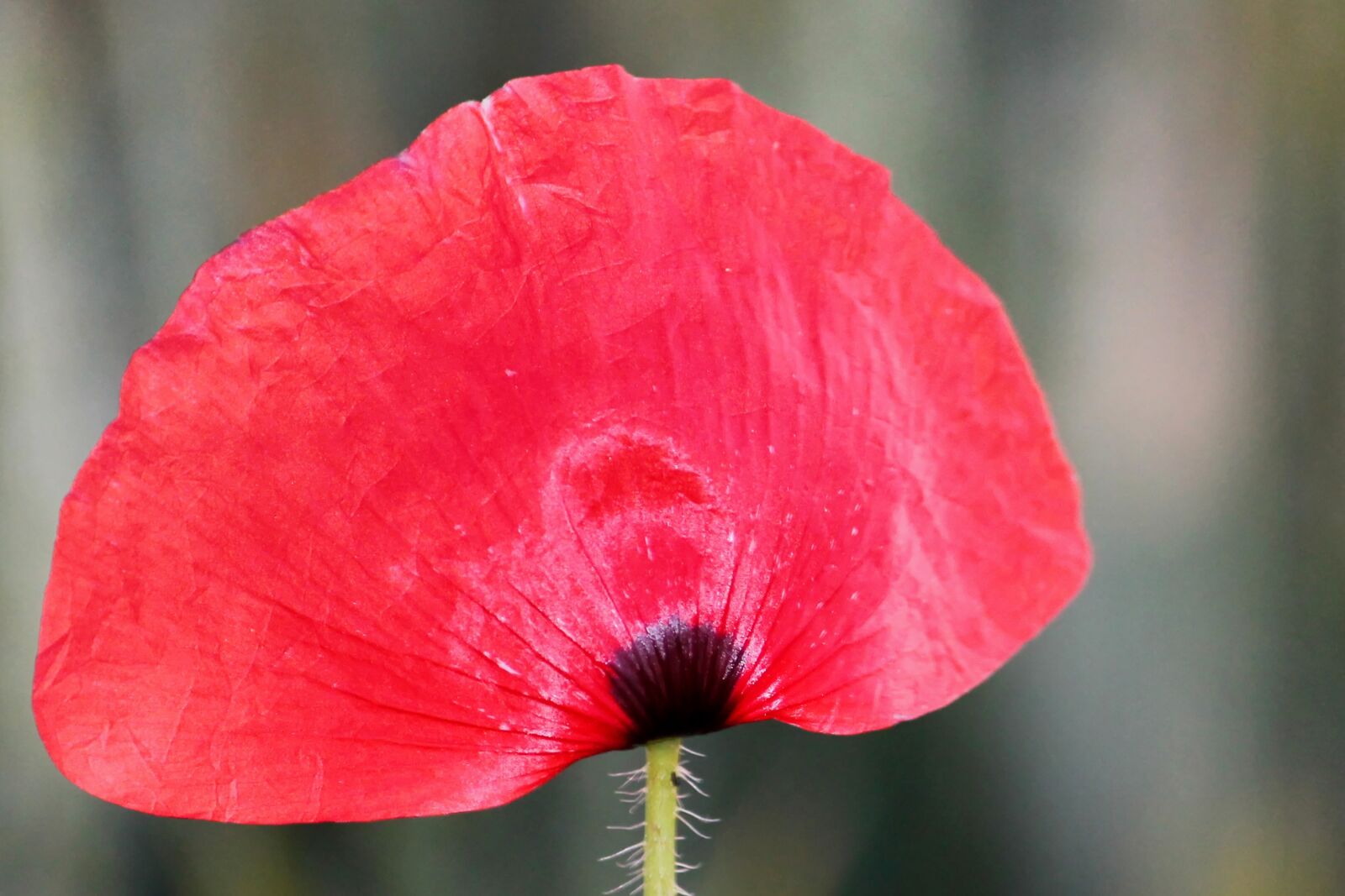Canon EF-S 55-250mm F4-5.6 IS II sample photo. Poppy, klatschmohn, red photography