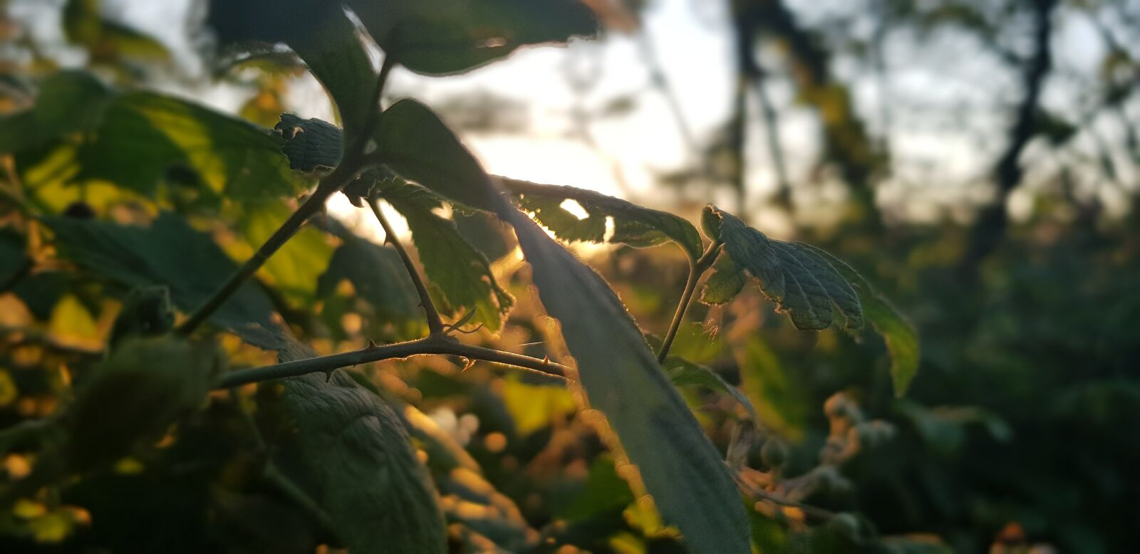 Samsung Galaxy S8 sample photo. Green leaves, roses, sunset photography