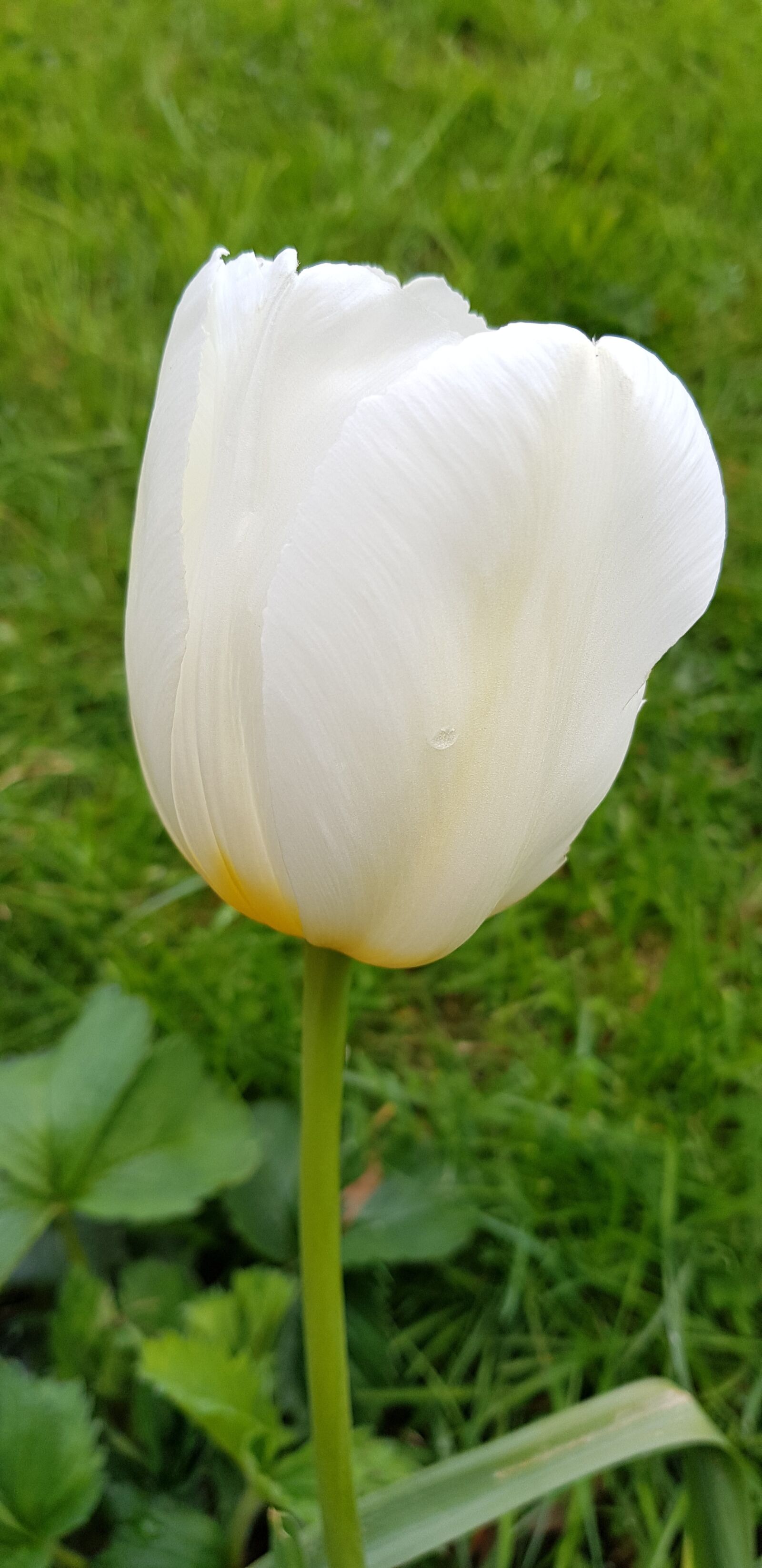 Samsung Galaxy S8+ sample photo. Nature, flower, flora photography