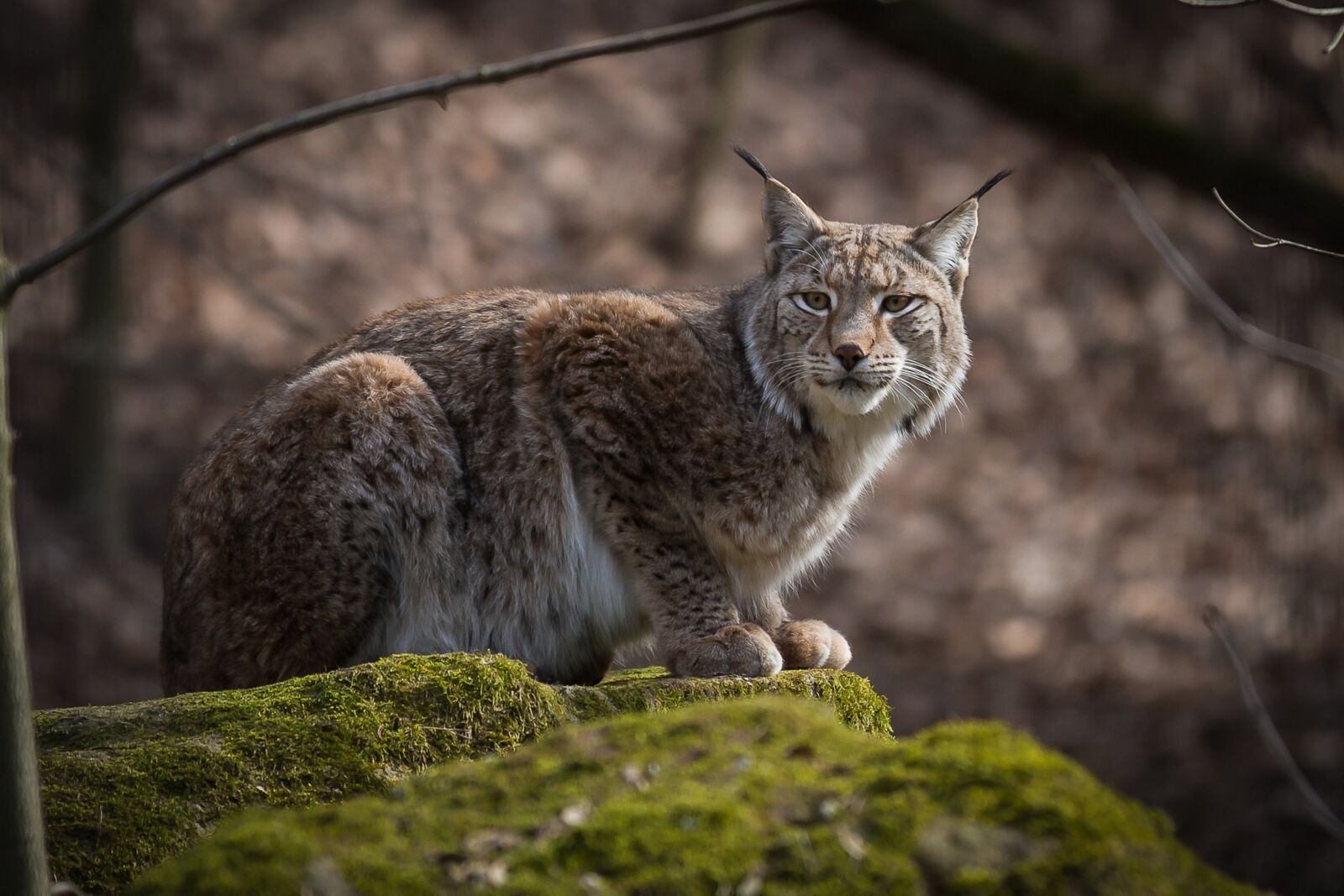 Canon EF 70-200mm F2.8L IS II USM sample photo. Lynx, predator, hunter photography