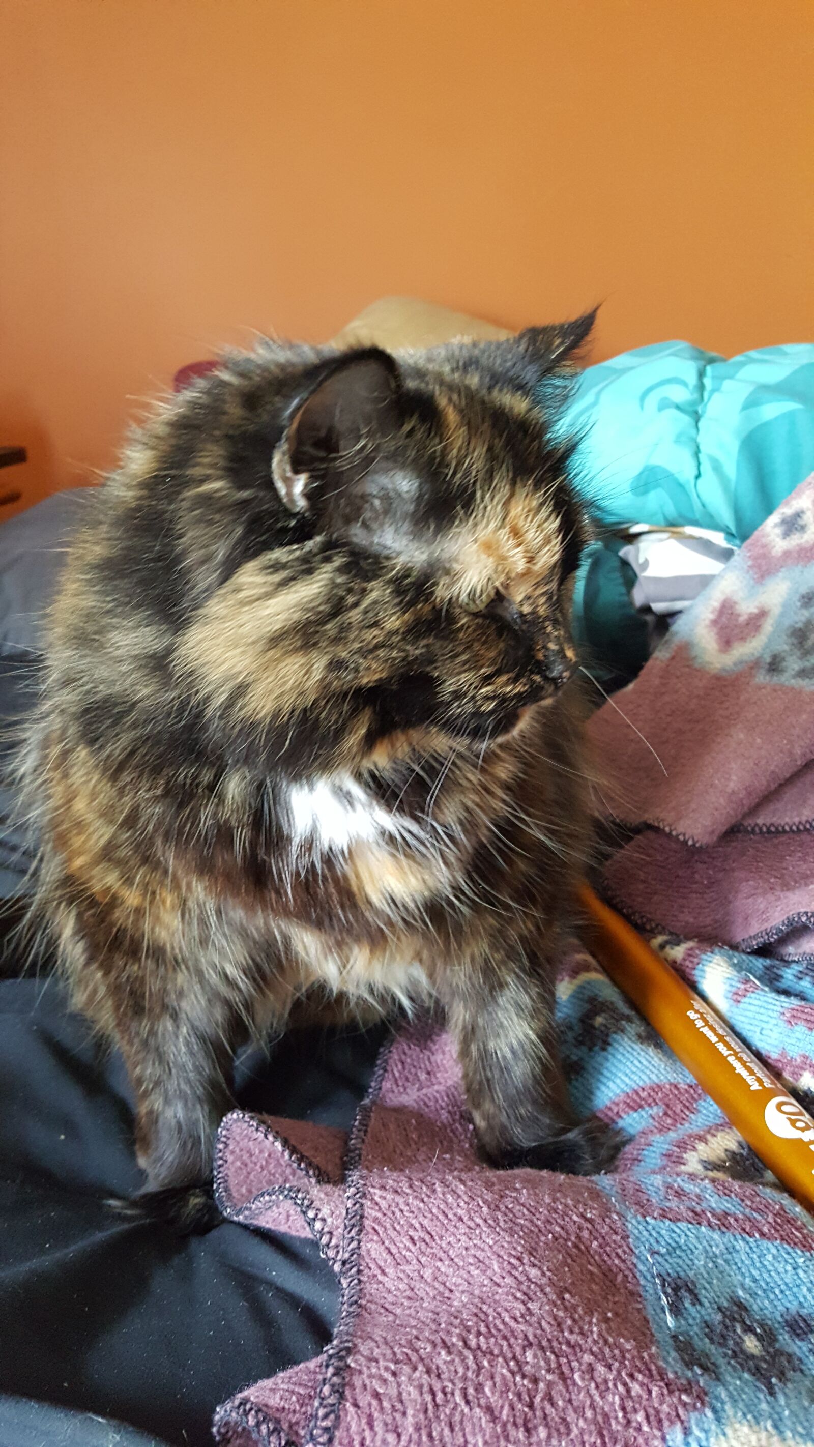 Samsung Galaxy S6 sample photo. Cat, curious, adorable photography
