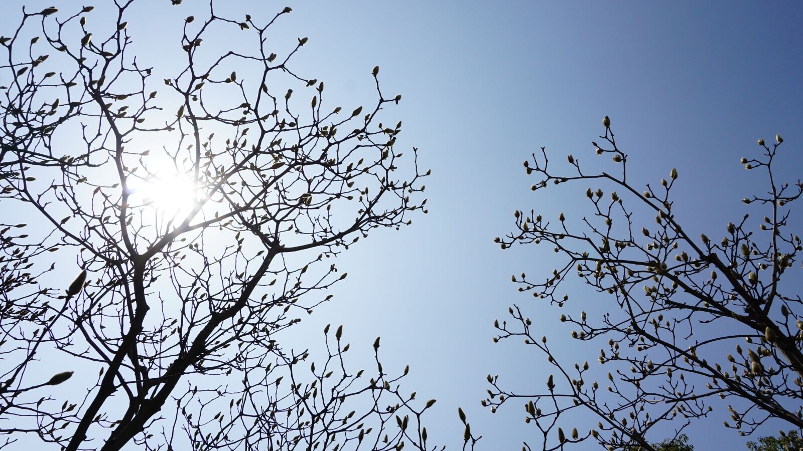 Sony a6000 sample photo. Sunshine, flowering tree, natural photography